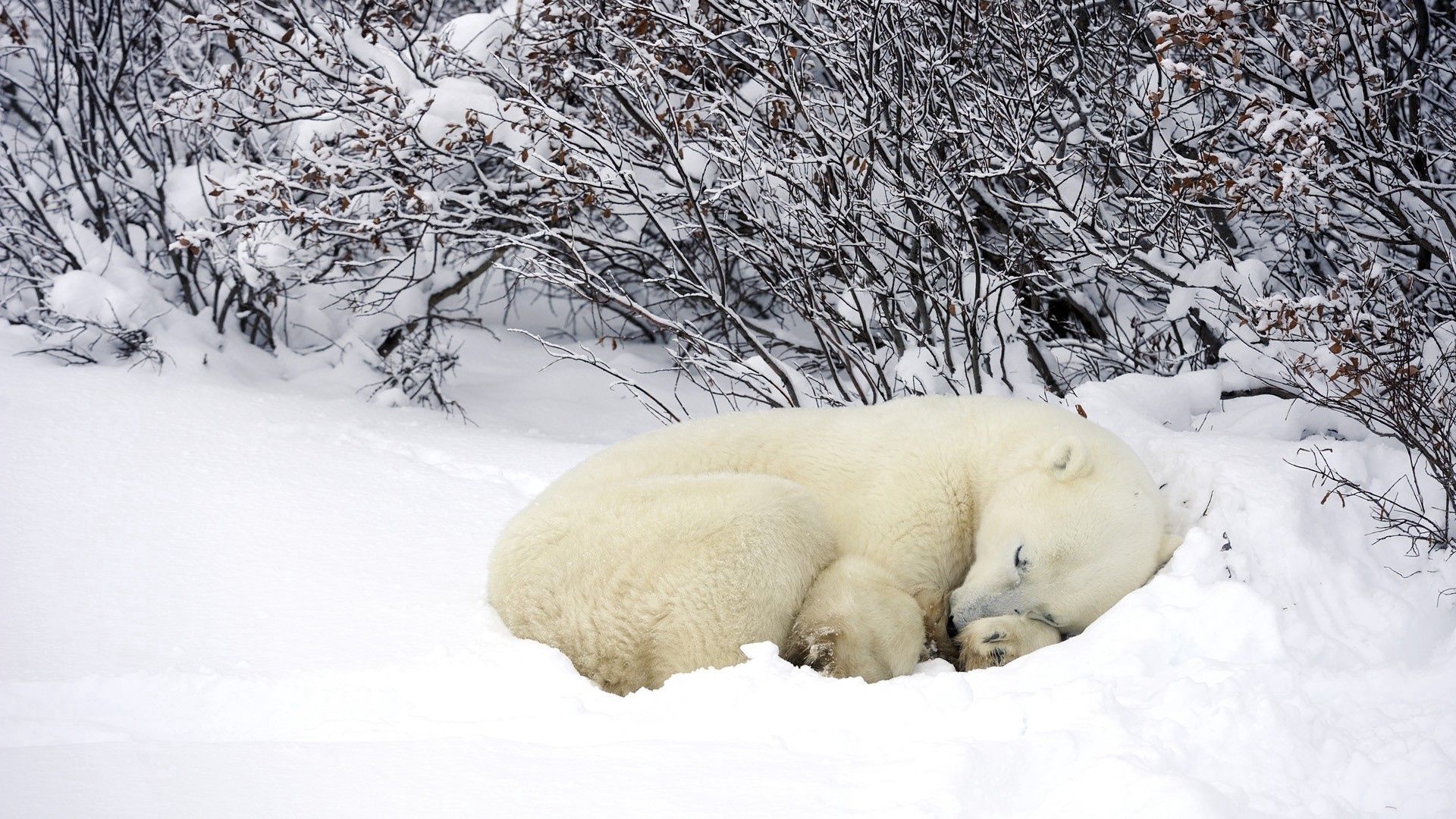 animals, winter, snow, forest, sleep, dream, polar bears, bask
