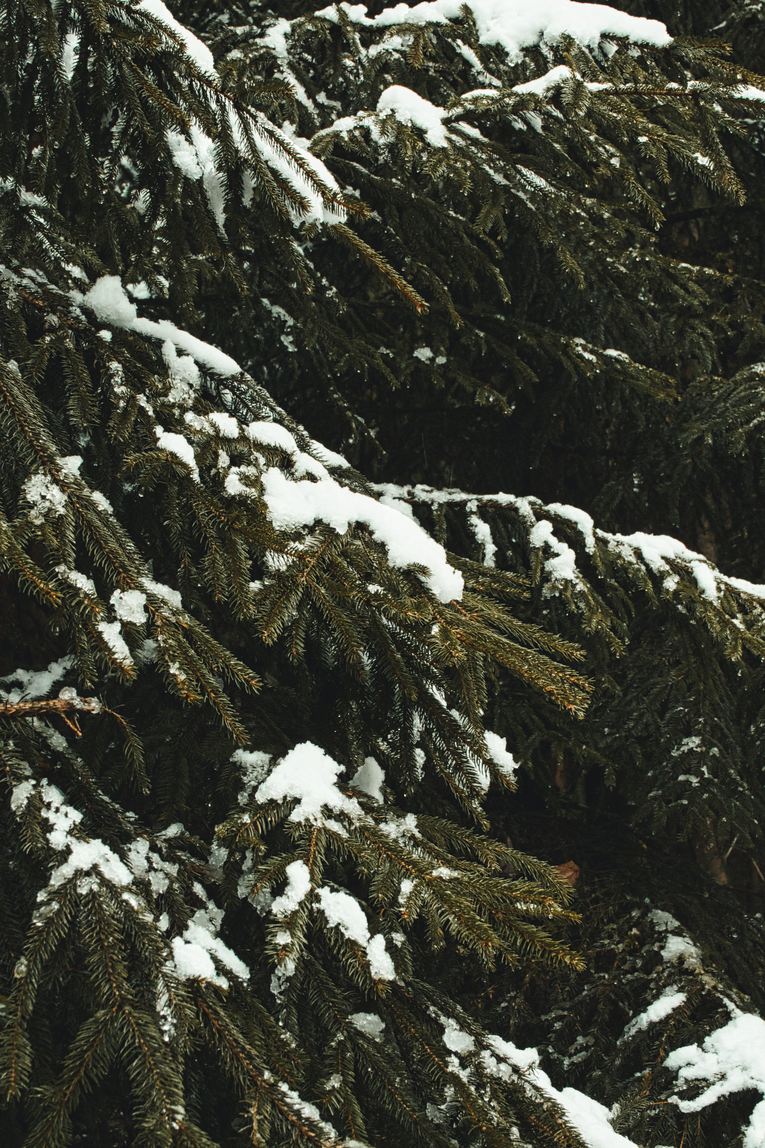 149422 Hintergrundbild herunterladen winter, natur, bäume, schnee, geäst, zweige, fichte, fir - Bildschirmschoner und Bilder kostenlos