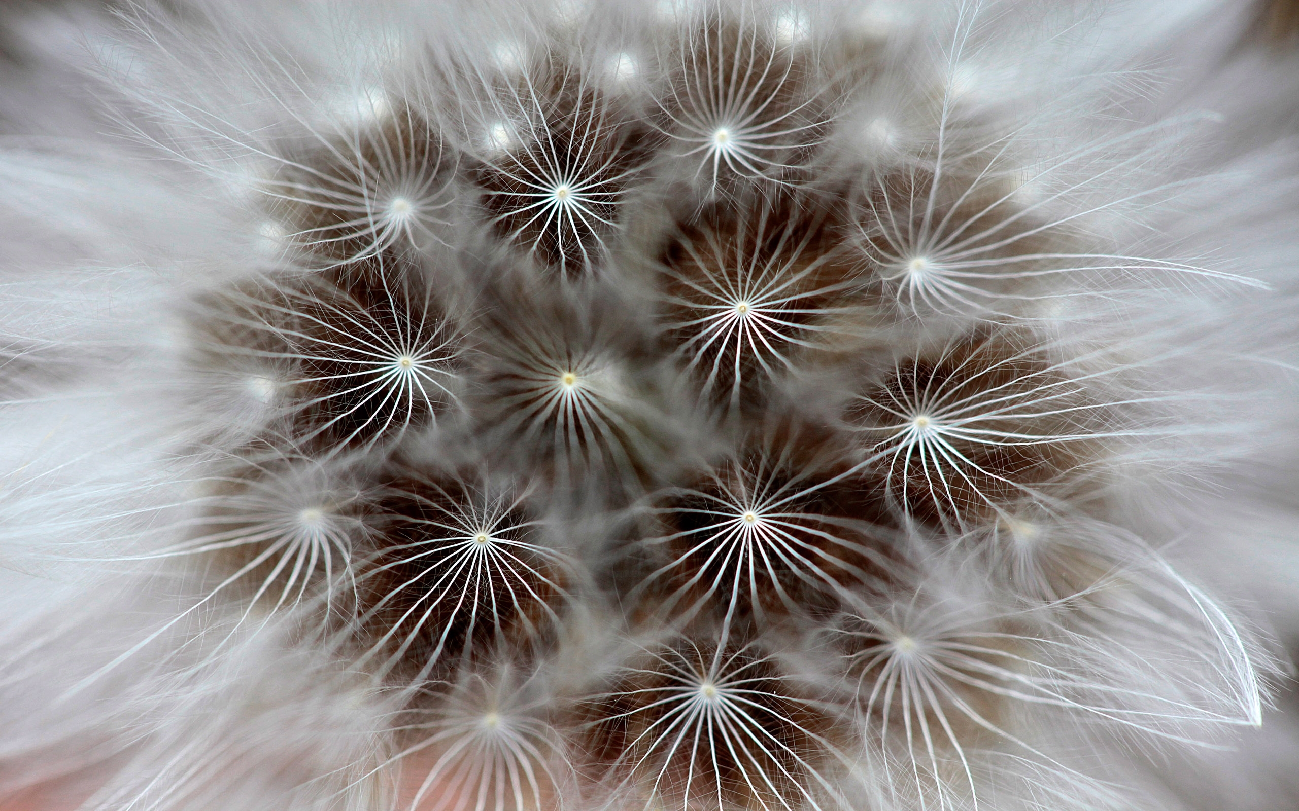 plants, dandelions cell phone wallpapers