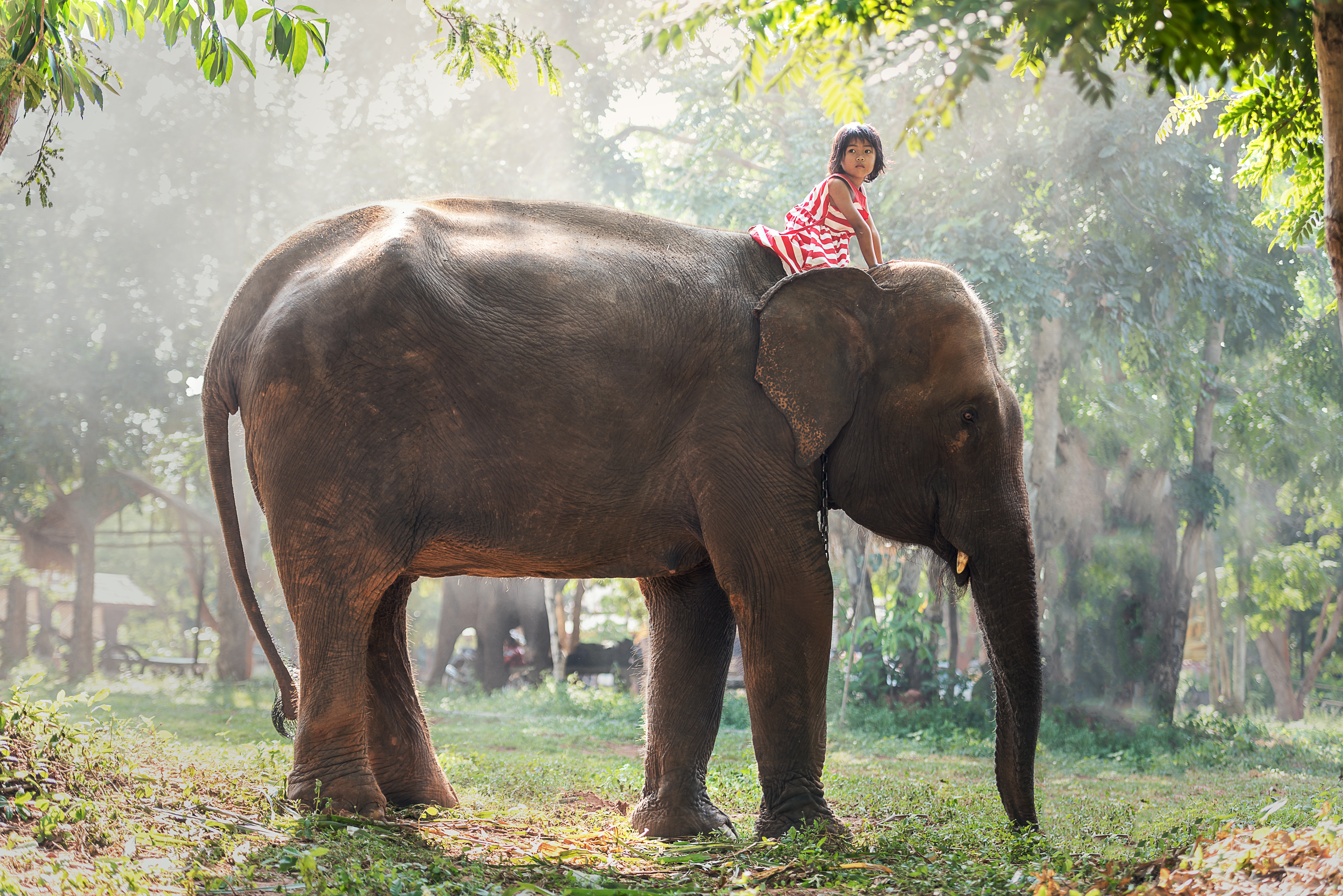 An elephant. Слоны. Индийский слон. Индийские слоны. Слоны в джунглях.