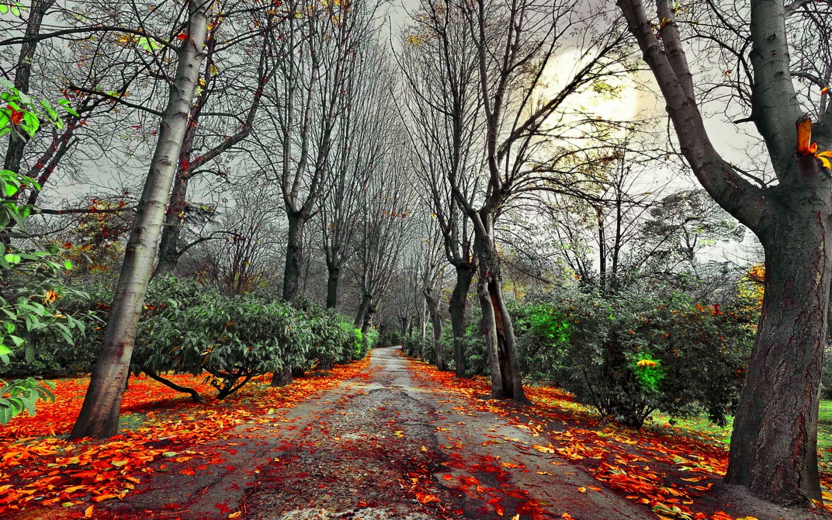 597031 descargar fondo de pantalla carretera, hecho por el hombre, otoño, niebla, bosque, lodo, camino: protectores de pantalla e imágenes gratis