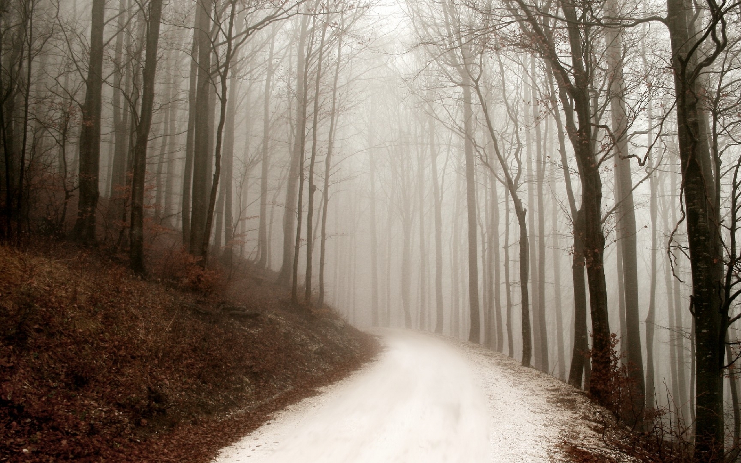 Туманная дорога в лесу