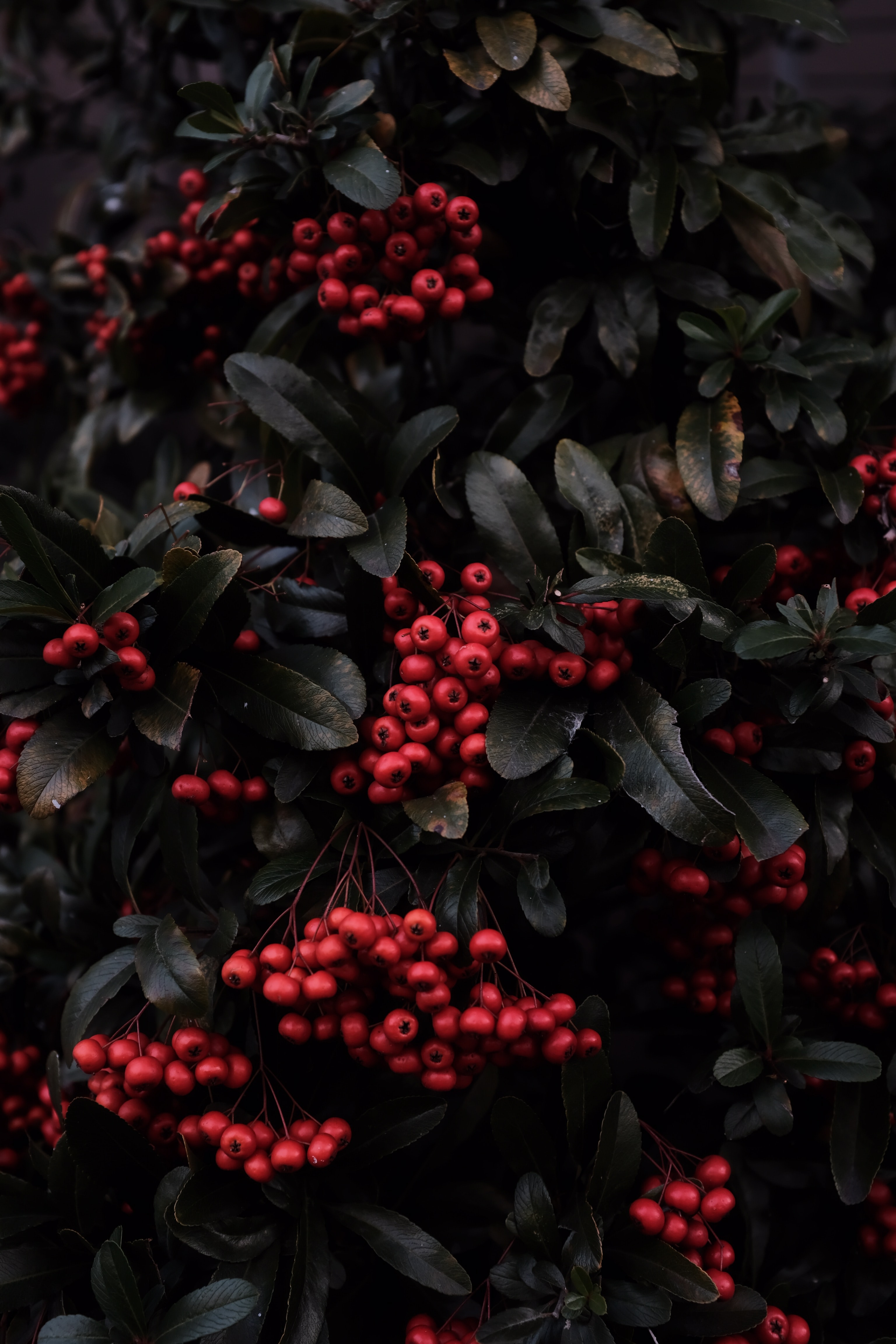 berries, rowan, nature, red, plant, macro QHD