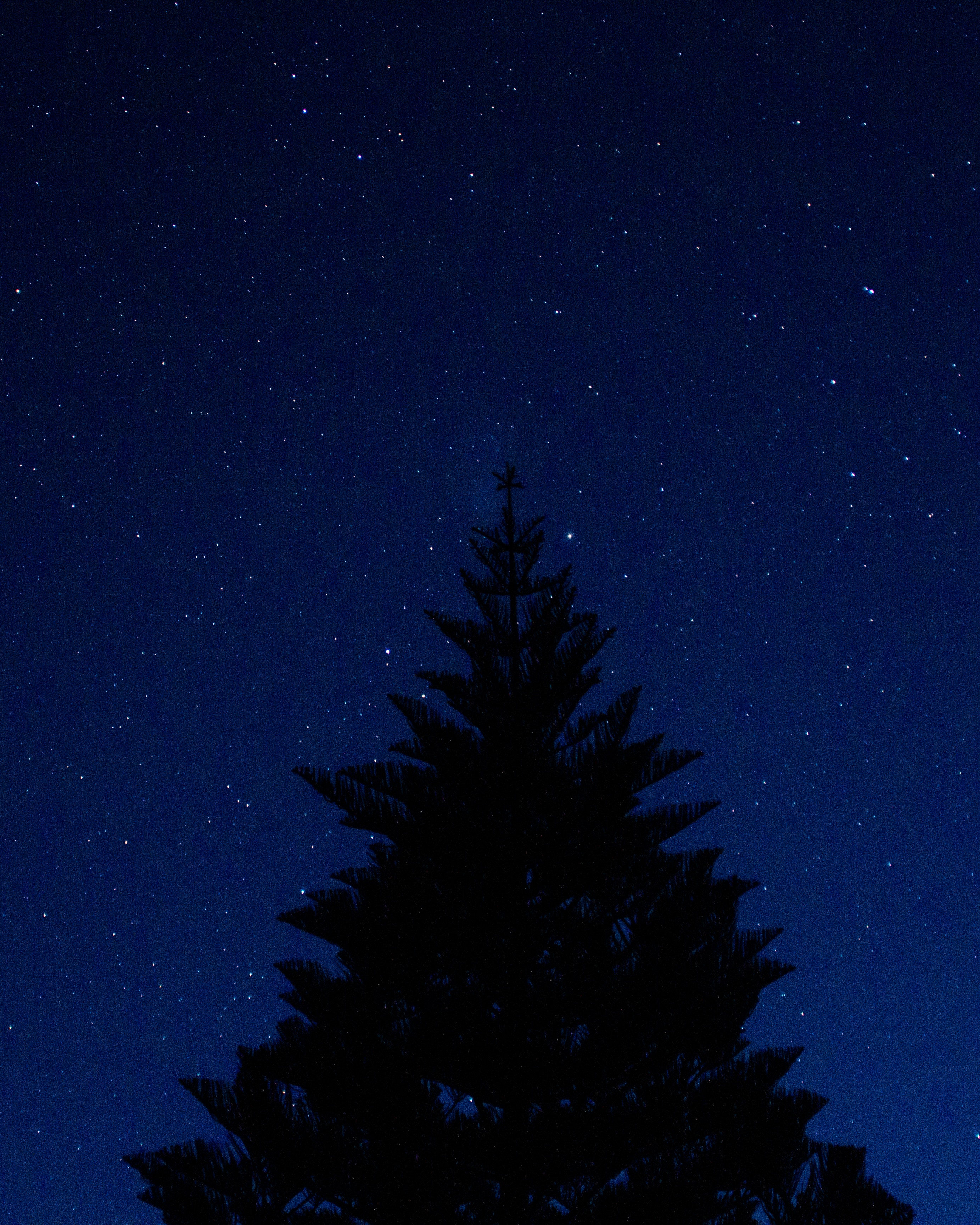 56134 скачать обои темные, ночь, дерево, звездное небо, верхушка, очертание - заставки и картинки бесплатно