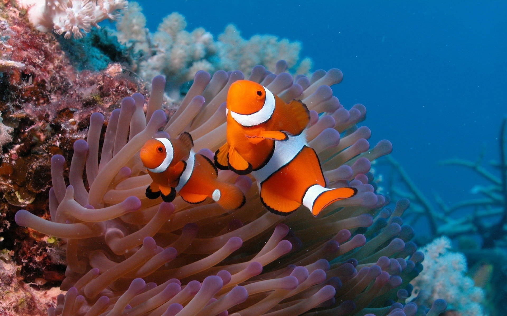 Clownfish  HD desktop images