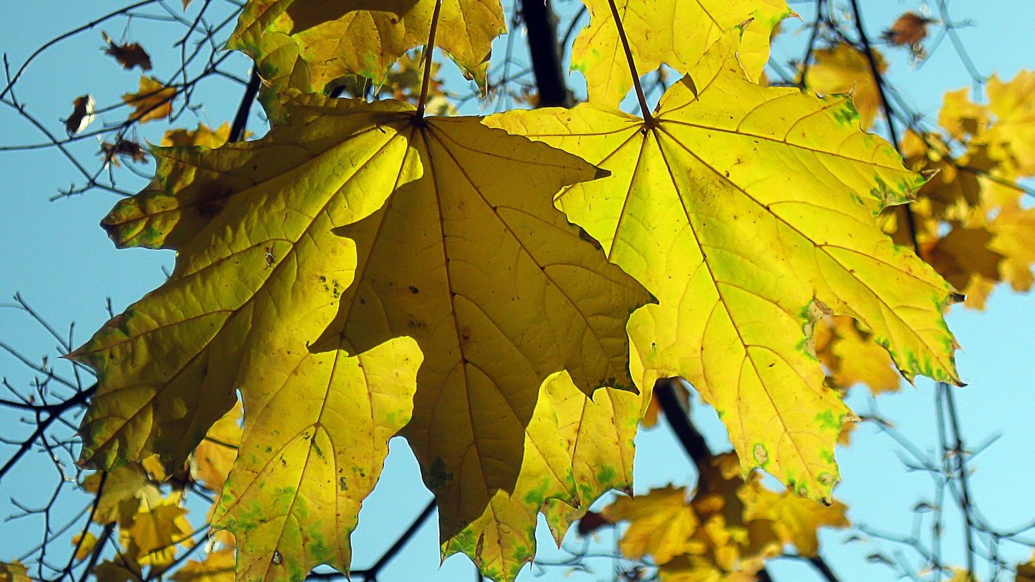 Клен остролистный лист осень