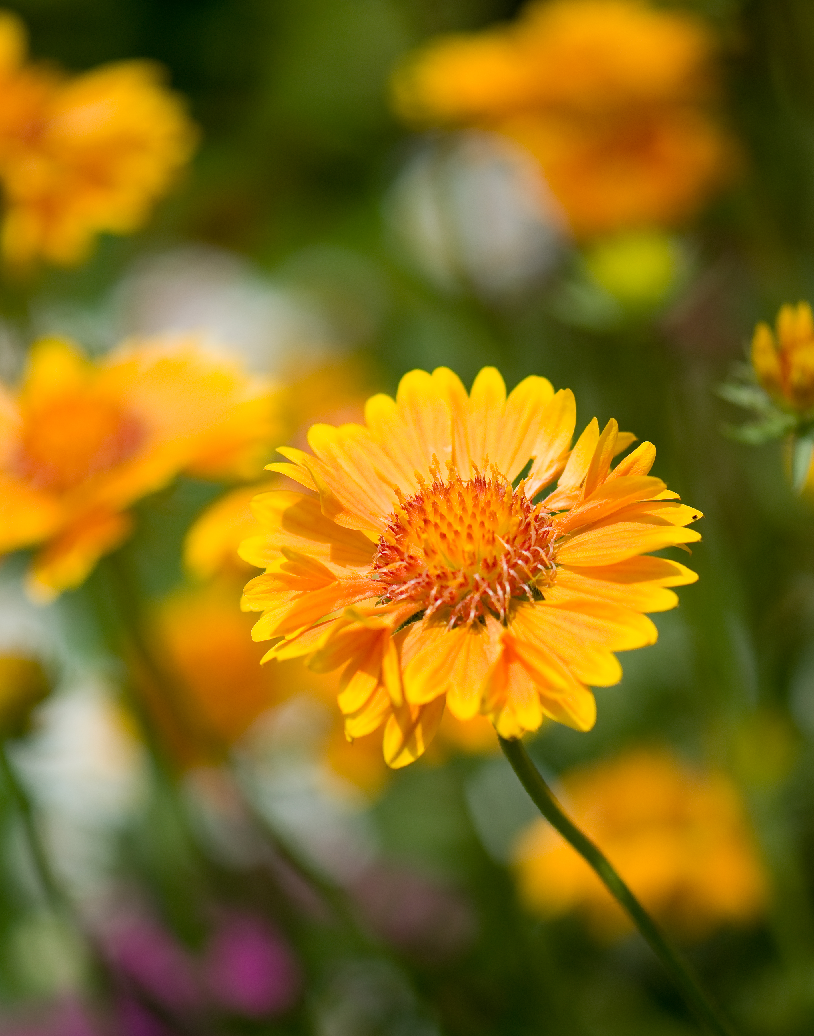 Laden Sie das Unschärfe, Glatt, Makro, Blumenbeet, Blume-Bild kostenlos auf Ihren PC-Desktop herunter