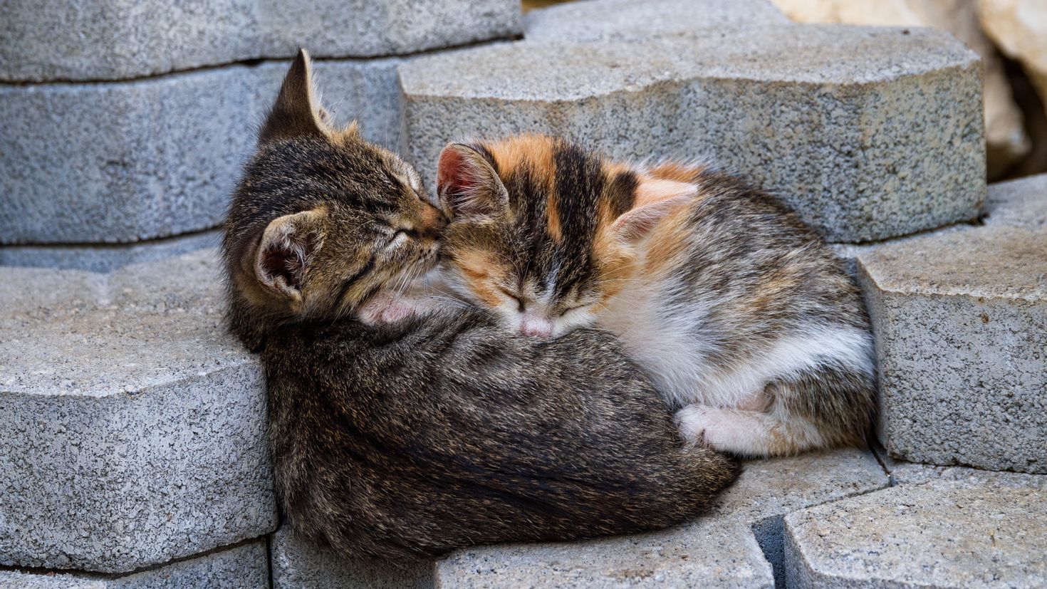 Бездомные кошки. Котенок на улице. Спящий котенок на улице. Бездомная кошка с котятами.