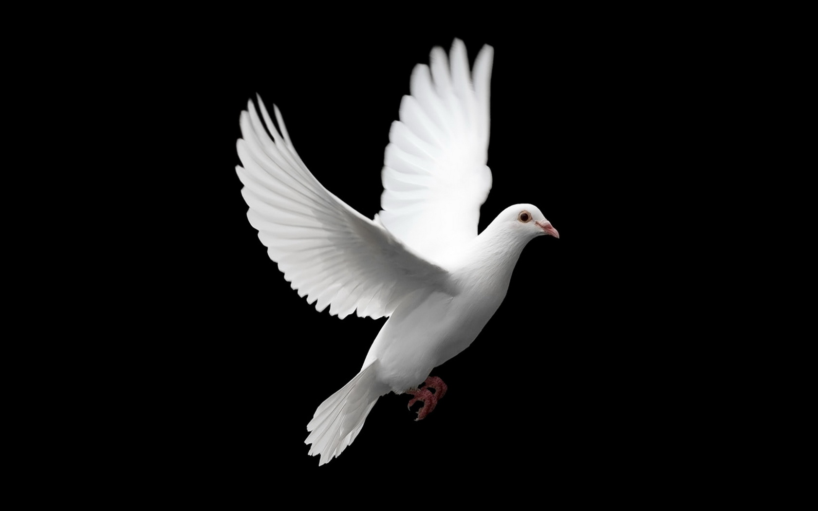 animal, dove, birds desktop HD wallpaper