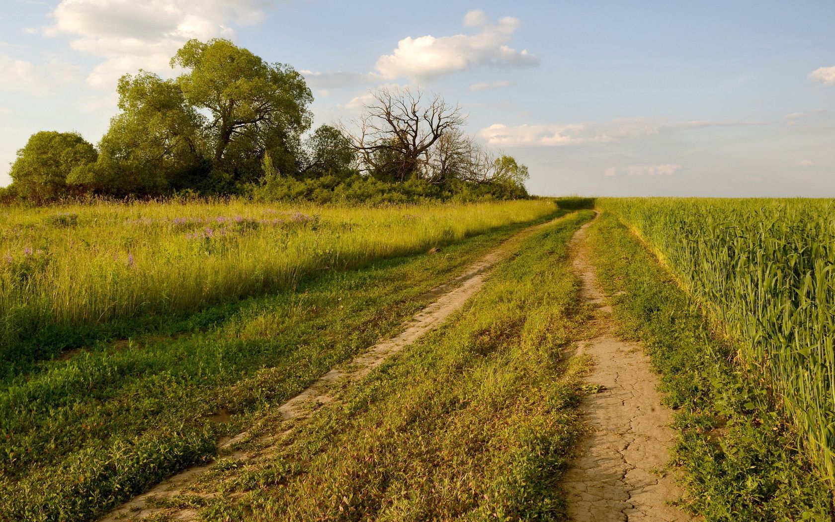 Download mobile wallpaper Field, Trail, Trees, Road, Path, Summer, Nature for free.