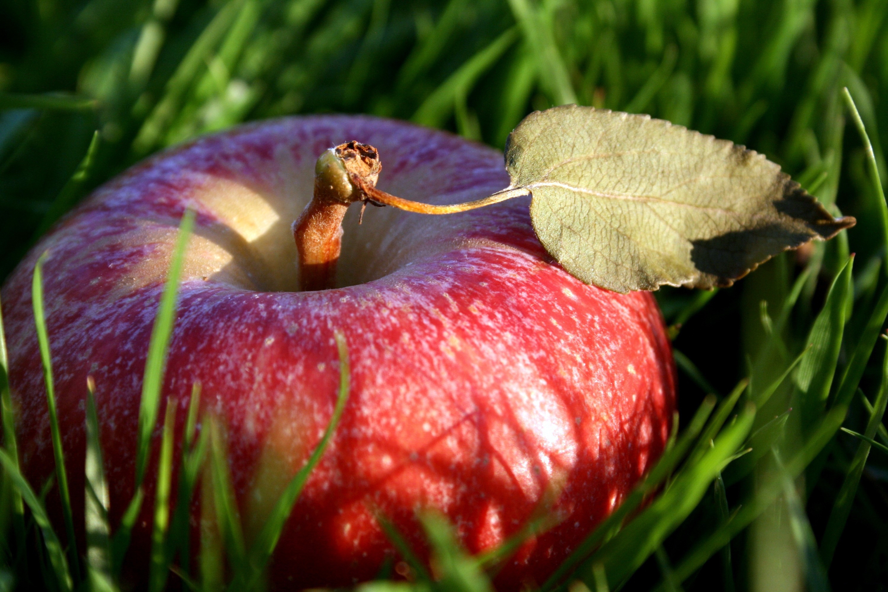 Какое яблоко в земле растет. Яблоко. Макросъемка фрукты. Красивое яблоко. Яблоко макро.