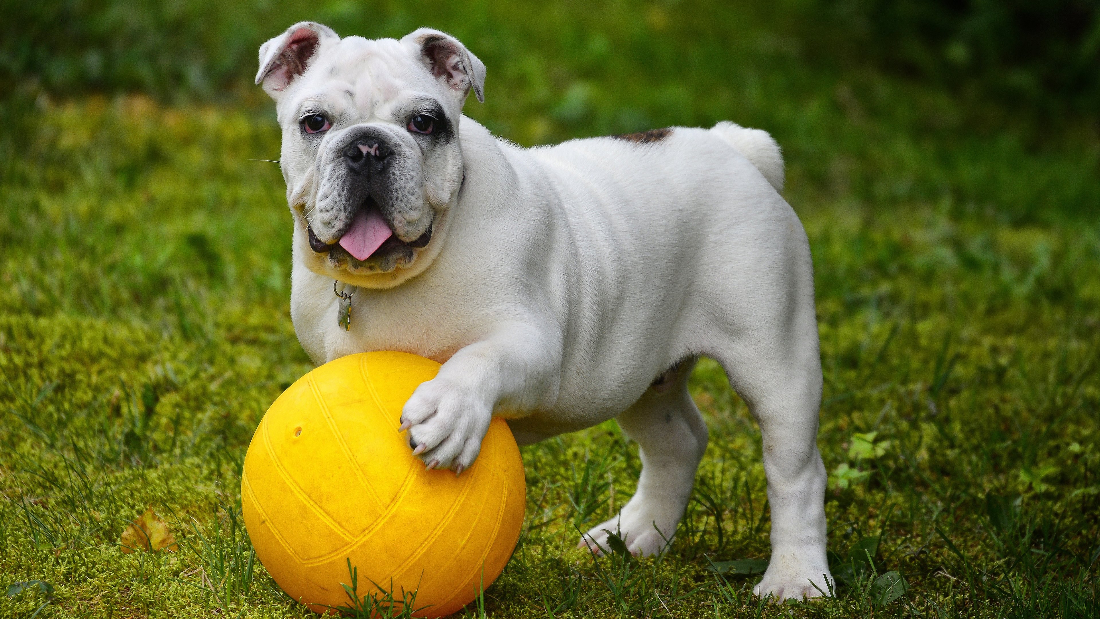ball, animal, english bulldog, bulldog, dog, dogs 5K