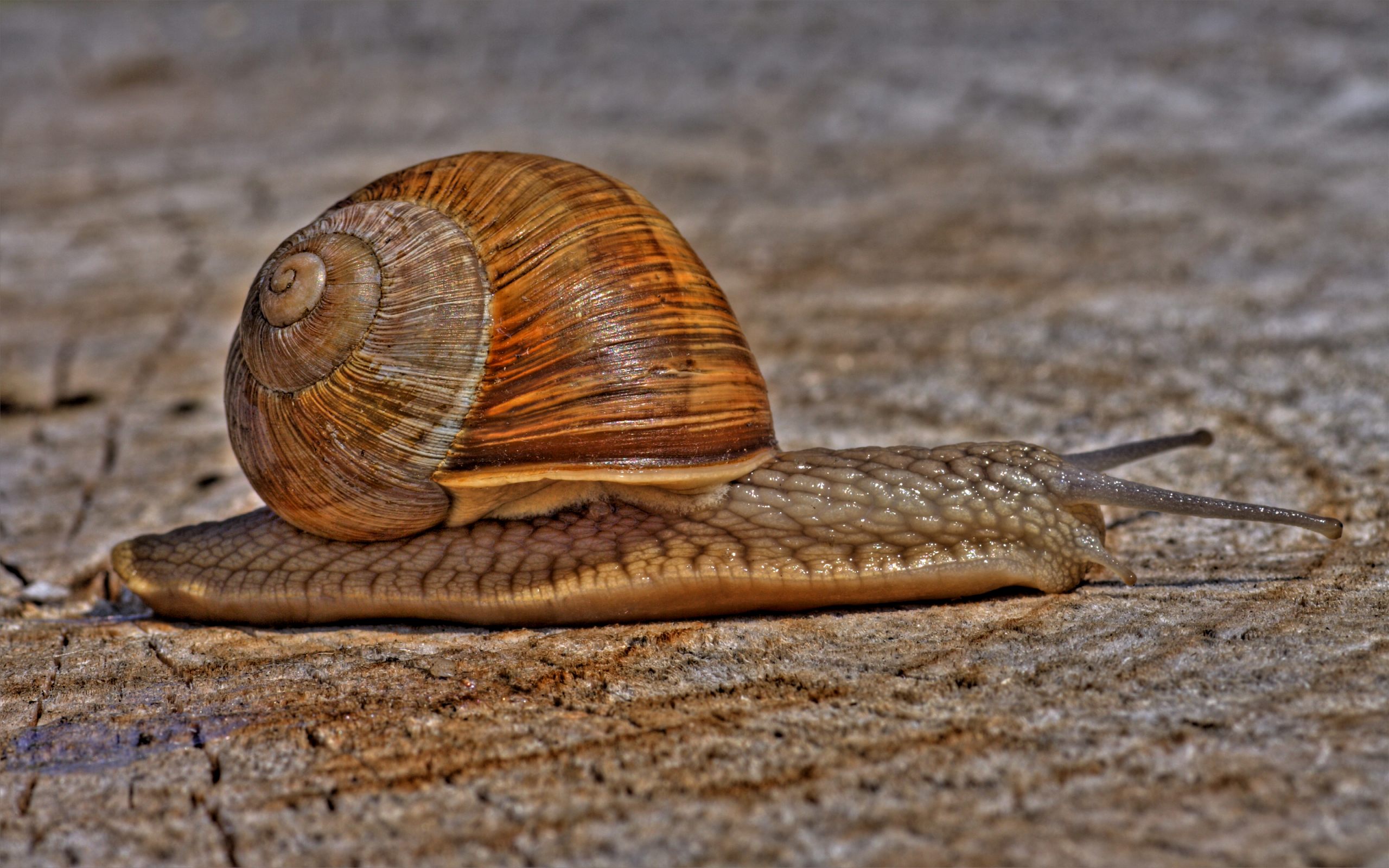 photography, hdr, snail Phone Background