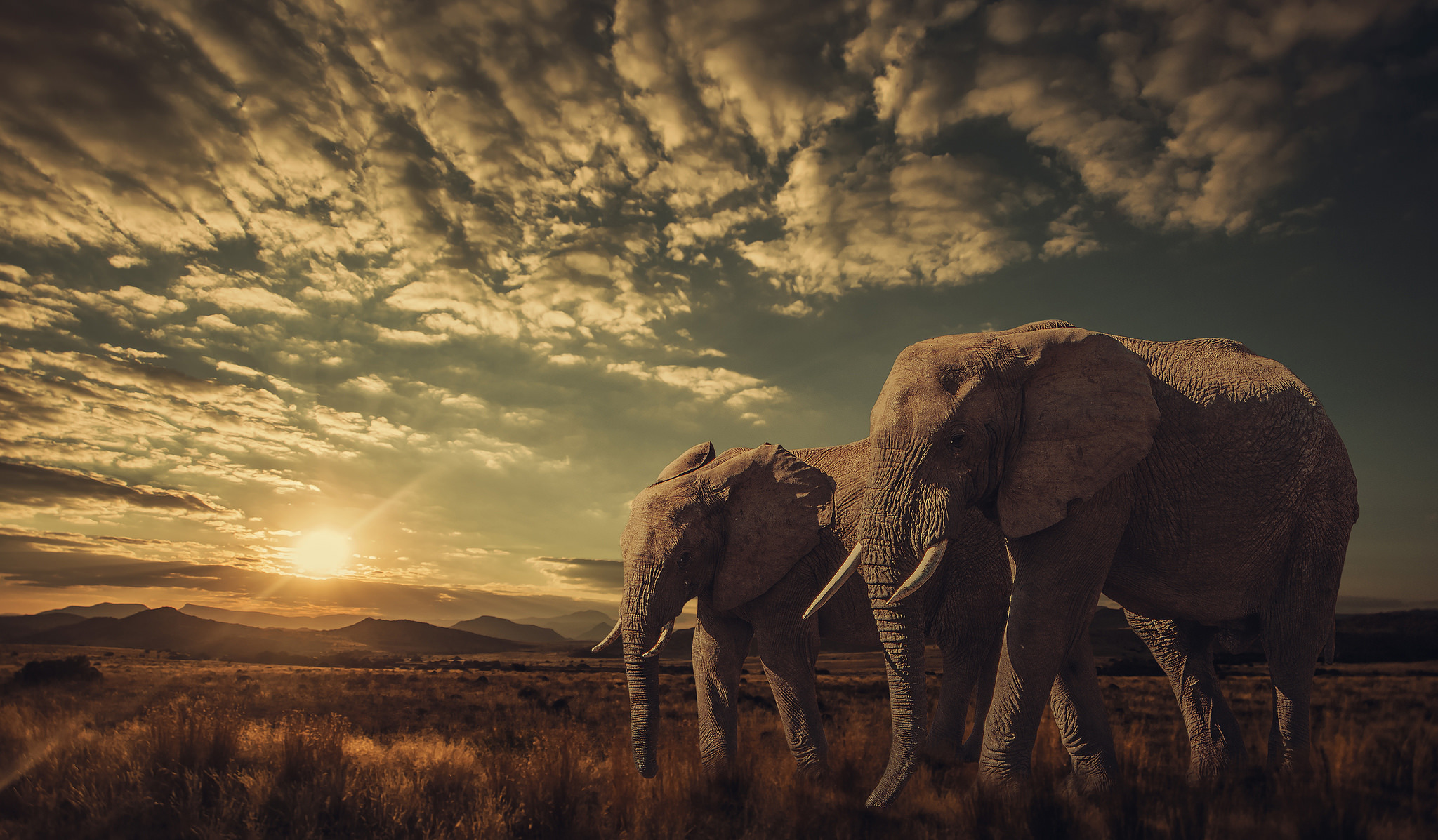 Дикая природа африки. Красивые африканские слоны. Африканский пейзаж. Слоны фон. Красивые животные слоны.