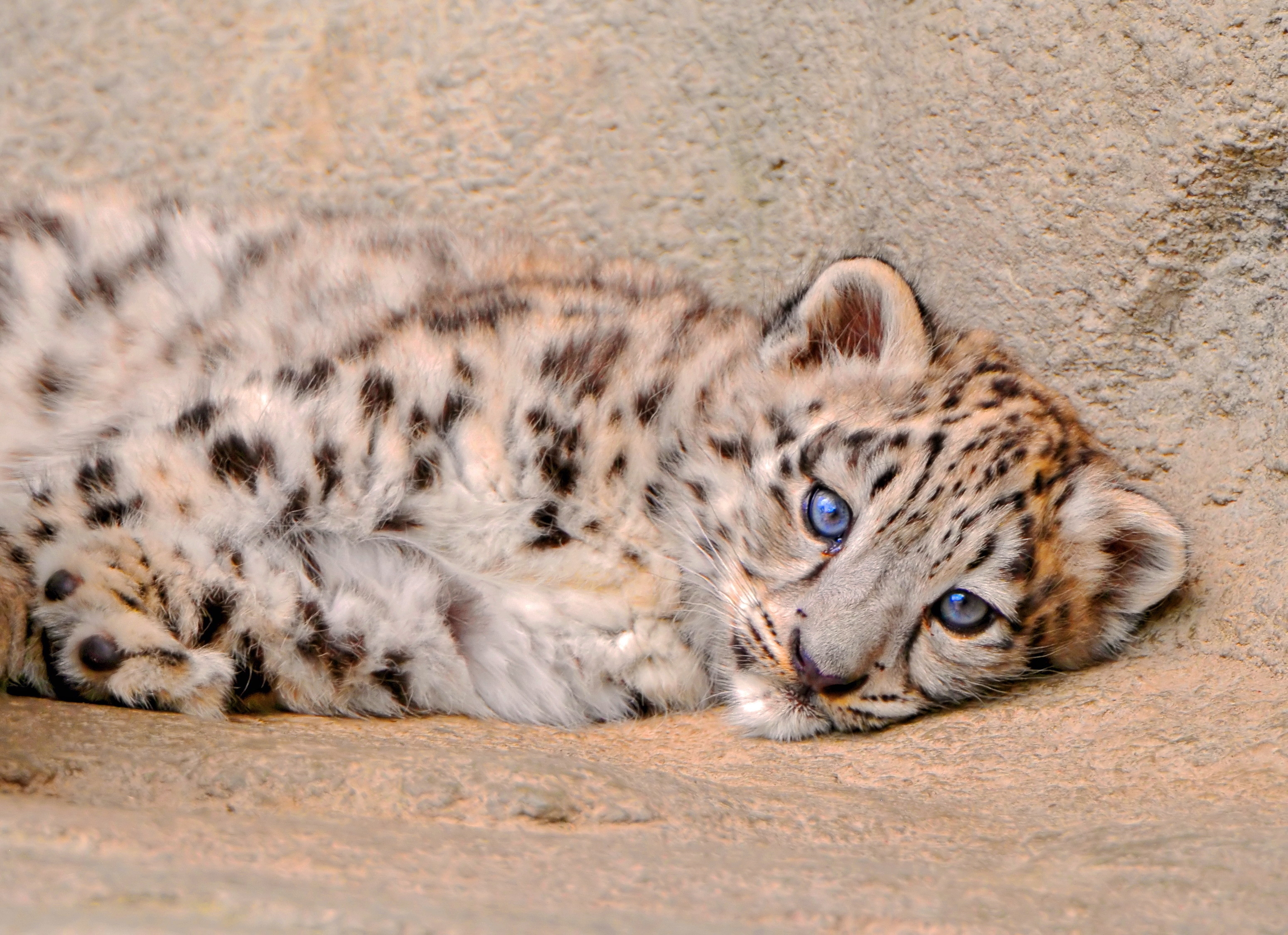 snow leopard, sadness, animals, young, to lie down, lie, sight, opinion, joey, sorrow UHD