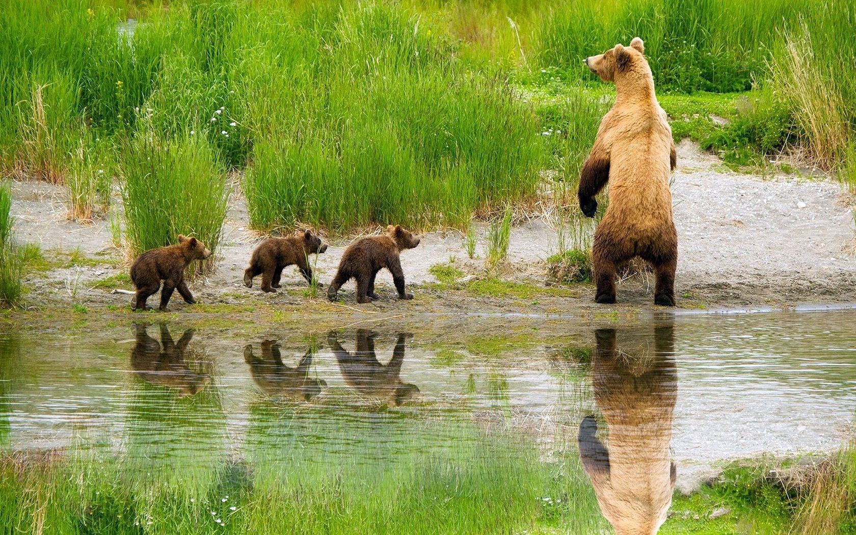 animals, grass, bears, lake, young, family, care, hunt, hunting, cubs 4K