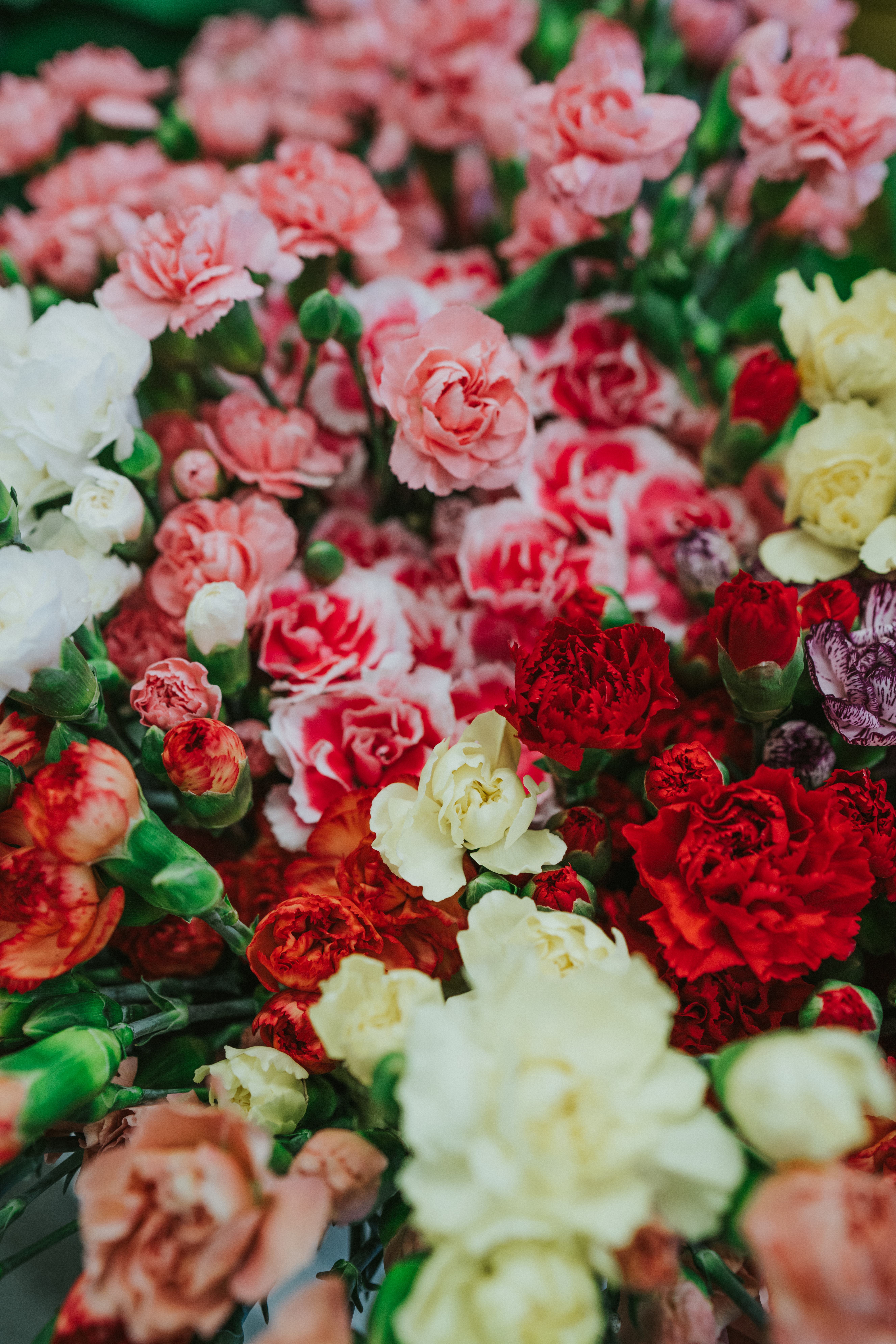 flowers, carnations, multicolored, motley, bouquet HD wallpaper