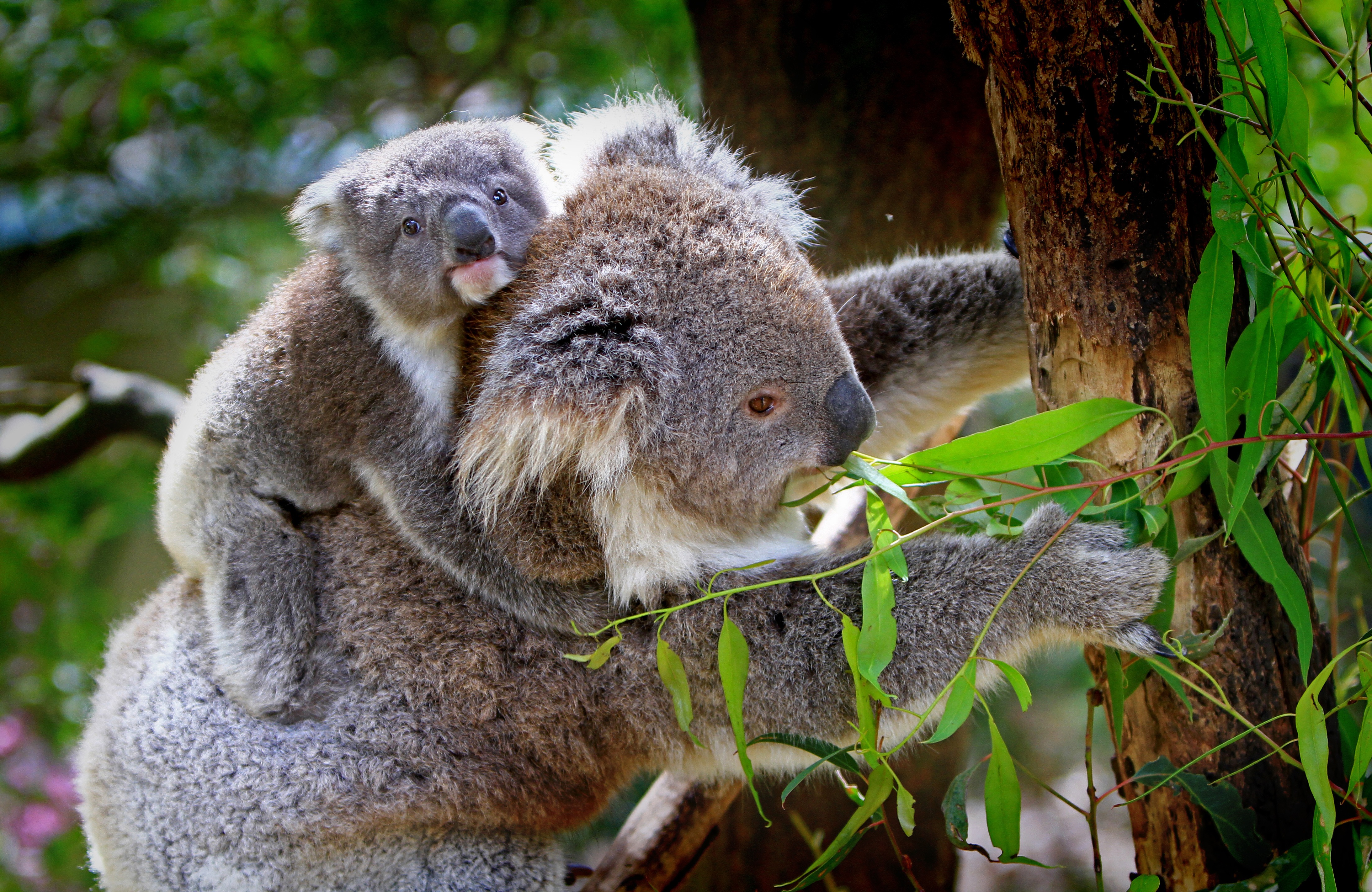 60823 descargar fondo de pantalla animales, madera, joven, árbol, joey, coala, koala, eucalipto: protectores de pantalla e imágenes gratis