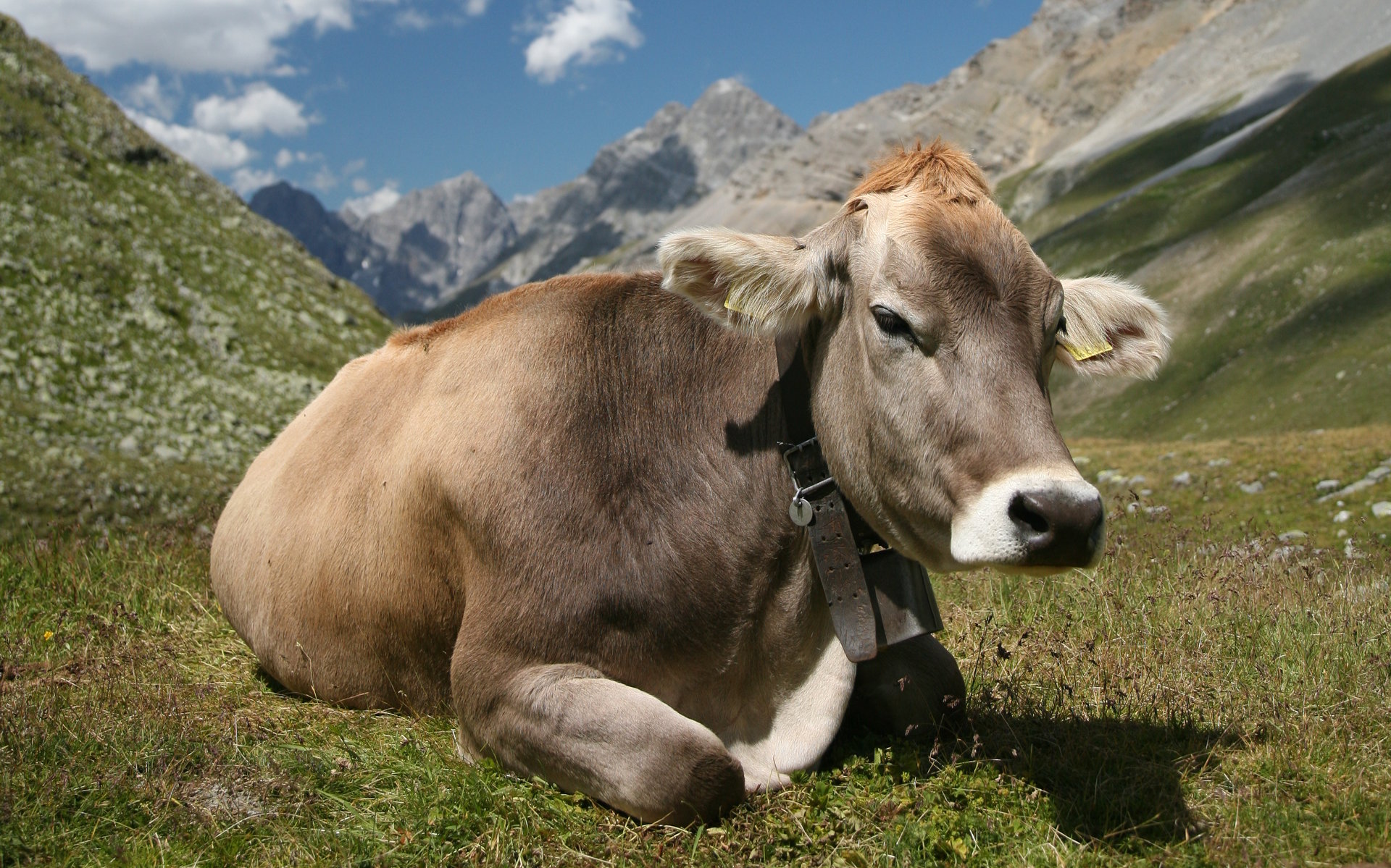 cow, animal images