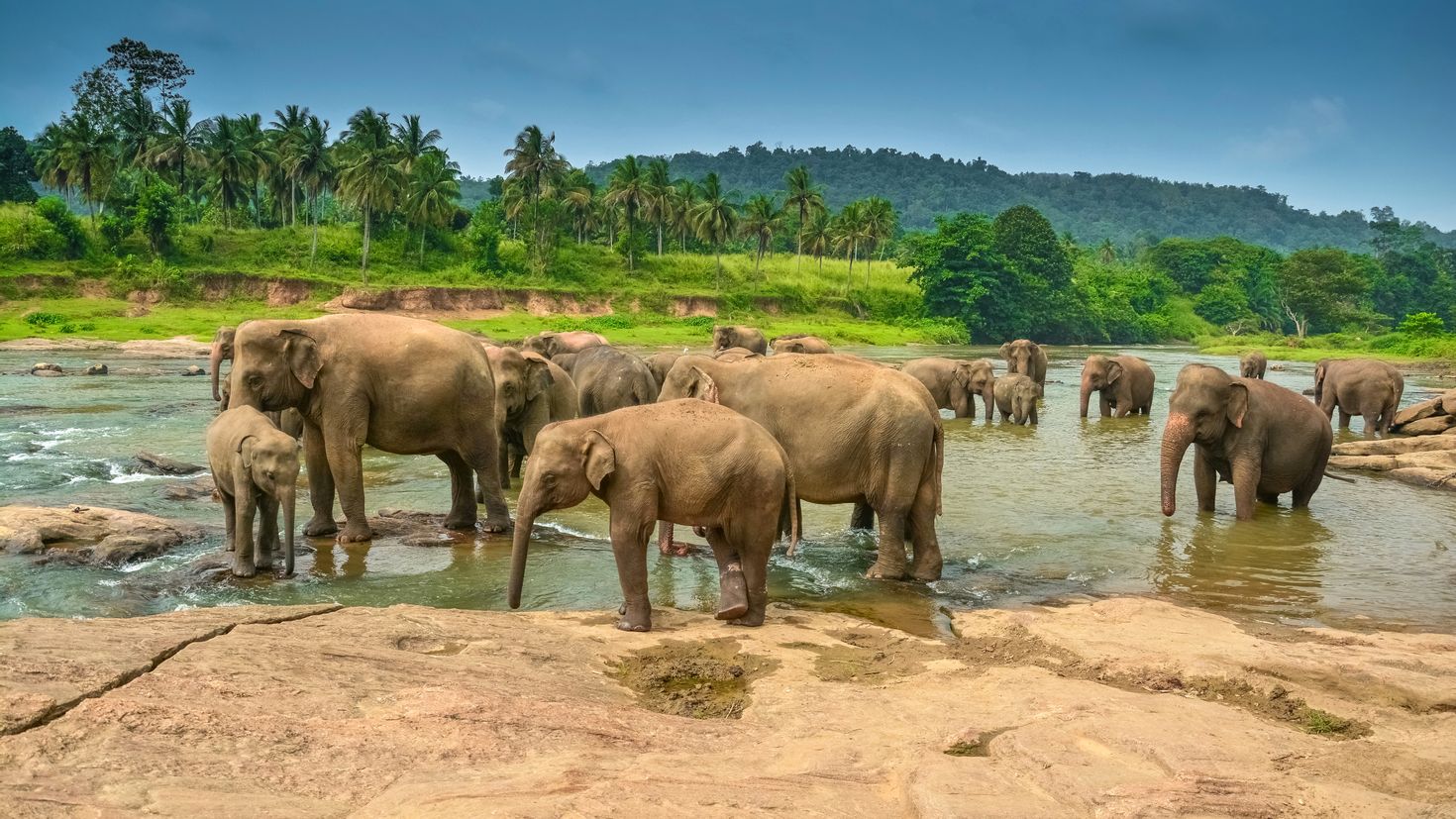 Elephant river. Пиннавела Шри Ланка. Шри Ланка животные. Слоны на водопое. Шри Ланка слоны.