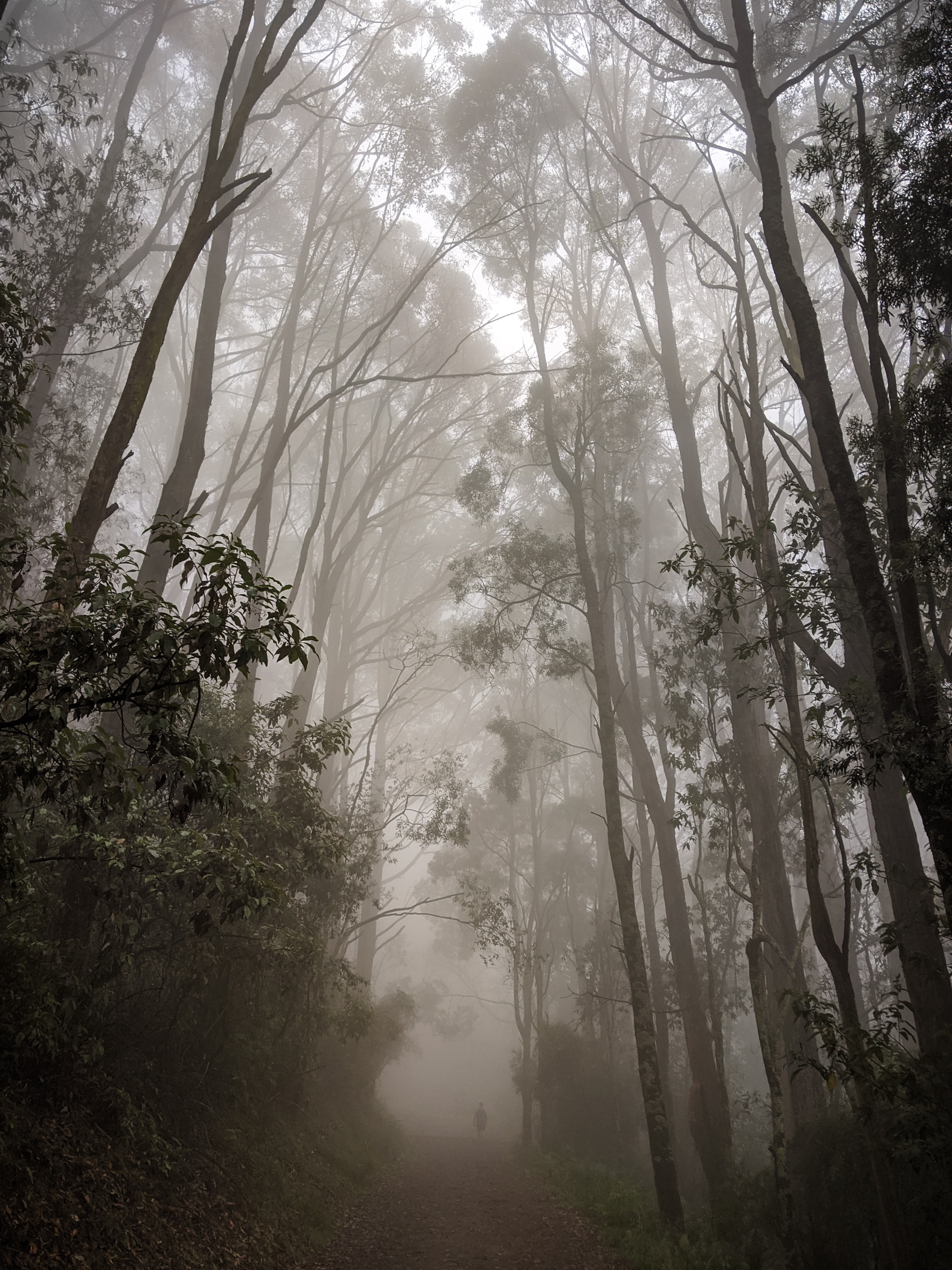 Скачать картинку Мгла, Природа, Туман, Тропинка, Лес, Деревья в телефон бесплатно.