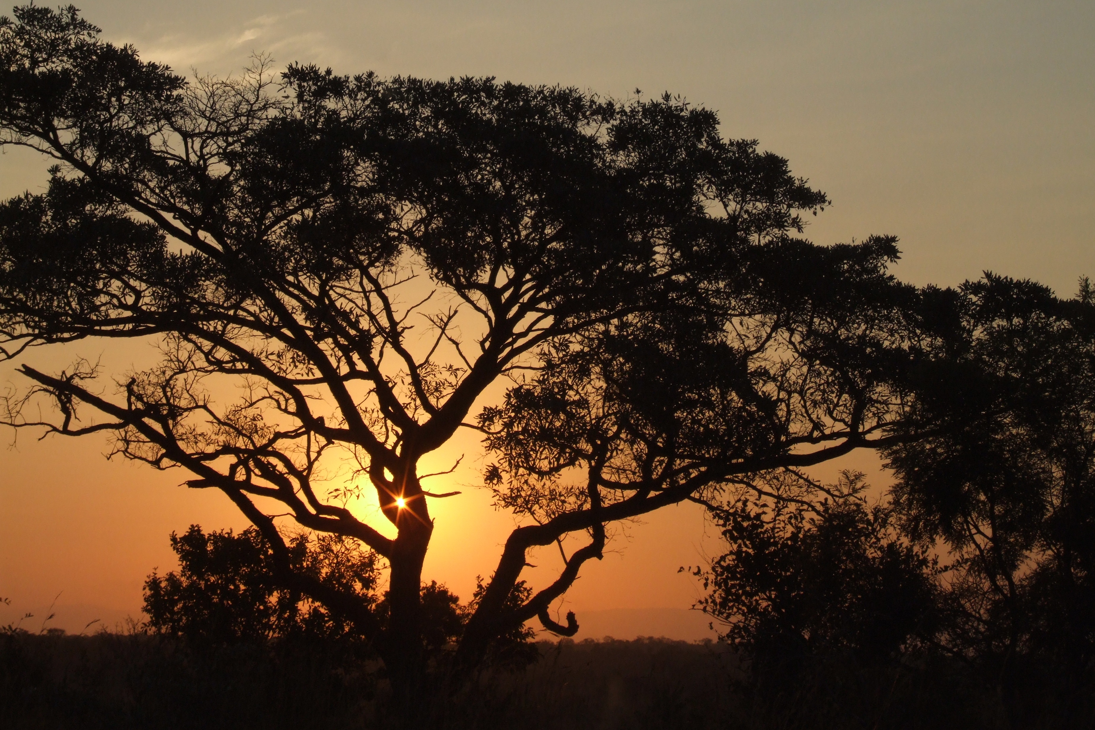 africa, nature, sunset, trees, night 4K
