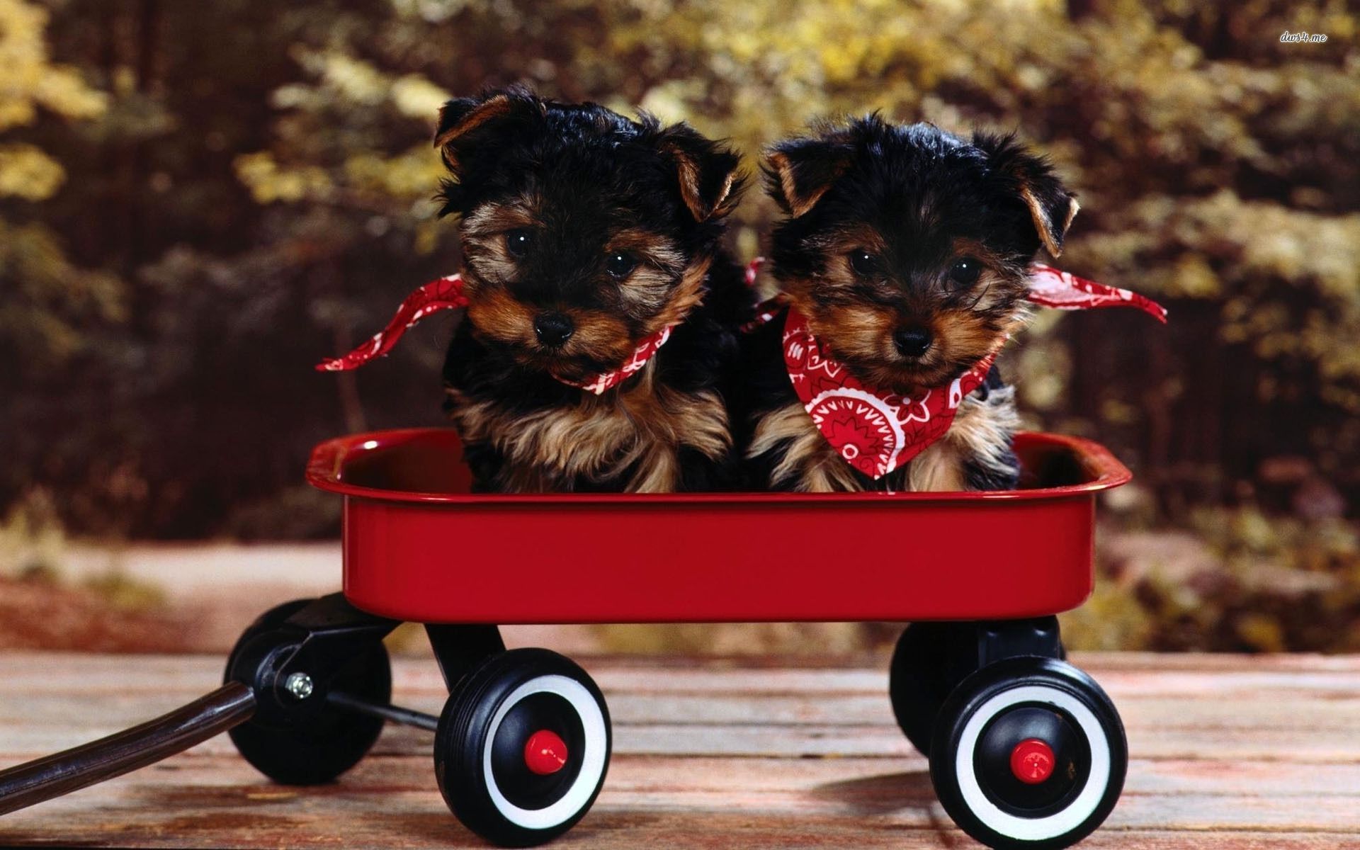 Images & Pictures  Yorkshire Terrier