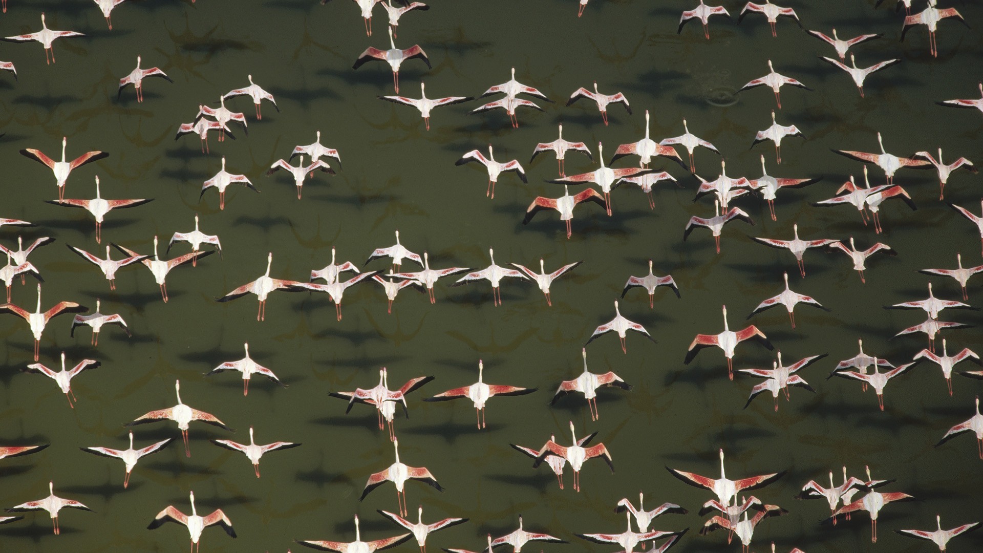 263525 Bildschirmschoner und Hintergrundbilder Flamingo auf Ihrem Telefon. Laden Sie  Bilder kostenlos herunter