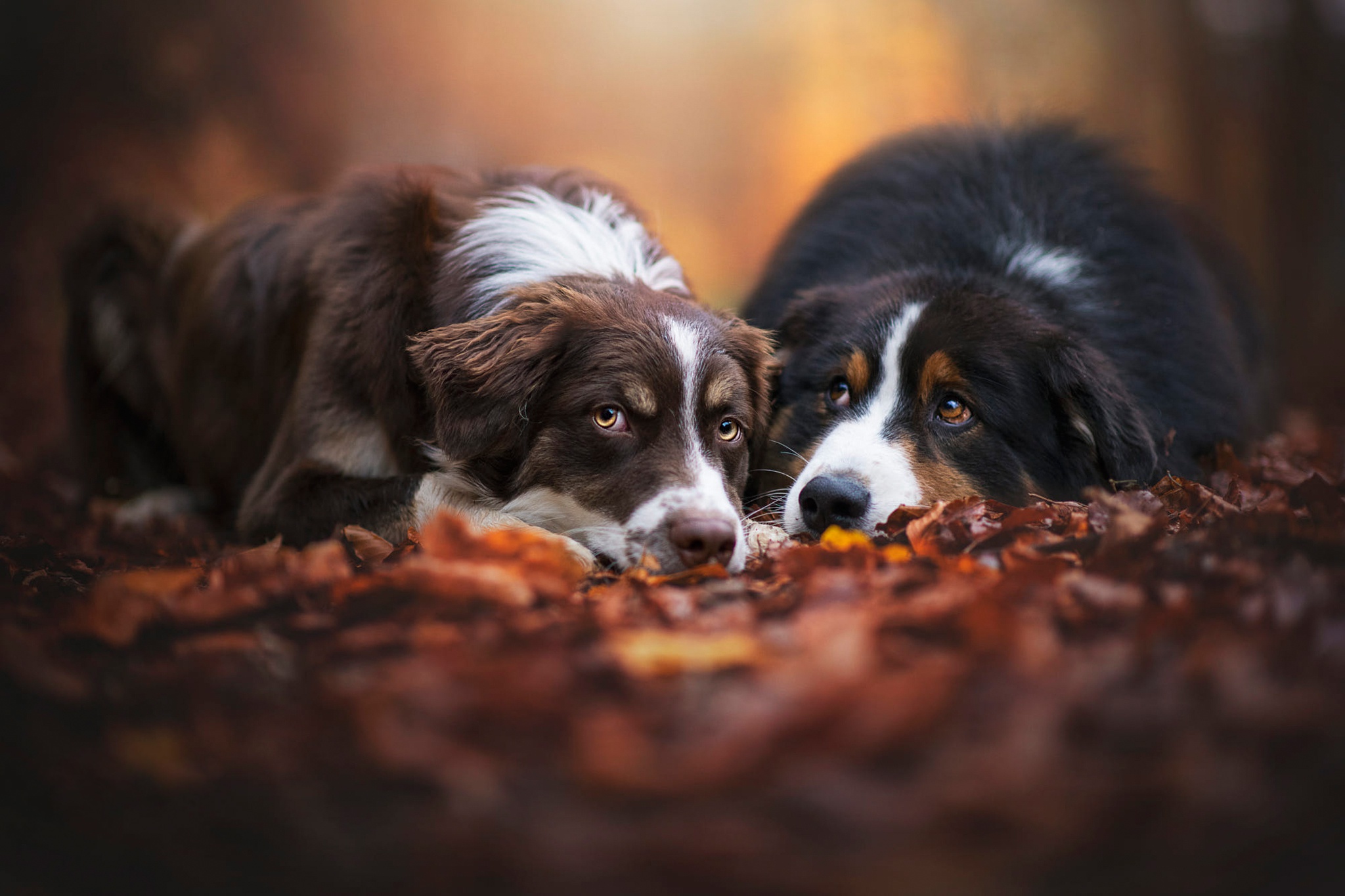 Собака вечером. Собака в лесу со щенками фото. Картина маслом семья и 2 собаки. Dog look left. Две собаки отзывы.