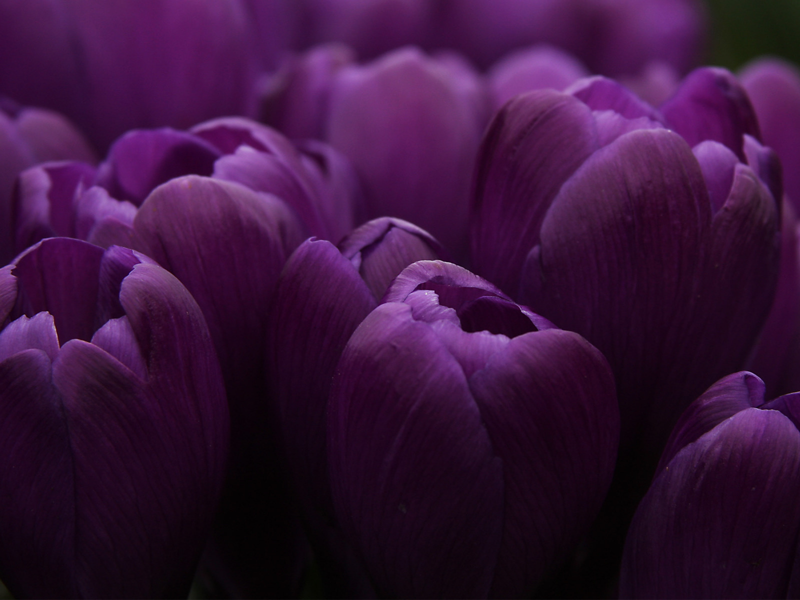 Download mobile wallpaper Flowers, Plants, Violet, Tulips for free.