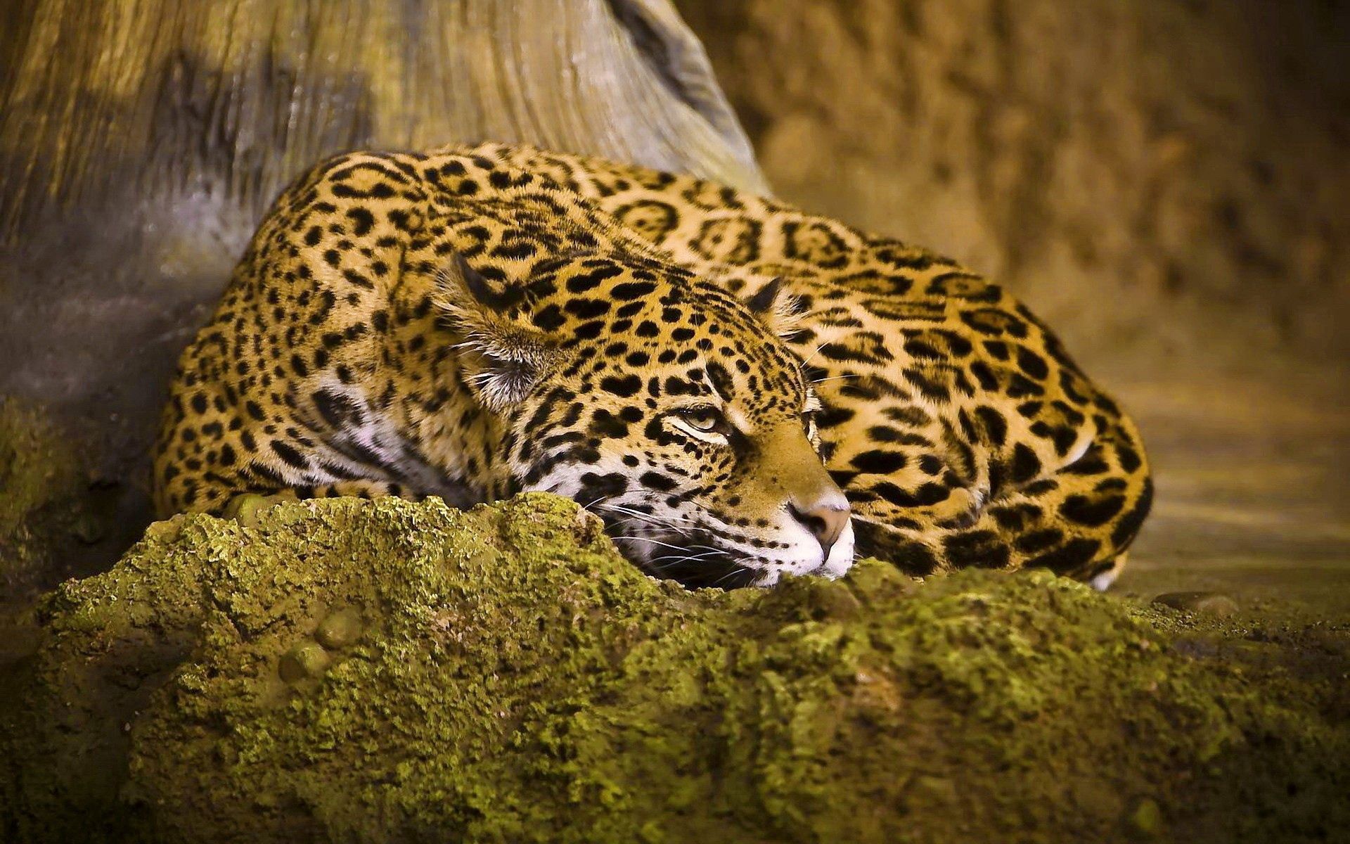 Download mobile wallpaper Spotted, Spotty, Sleep, Dream, Animals, Leopard, Big Cat for free.