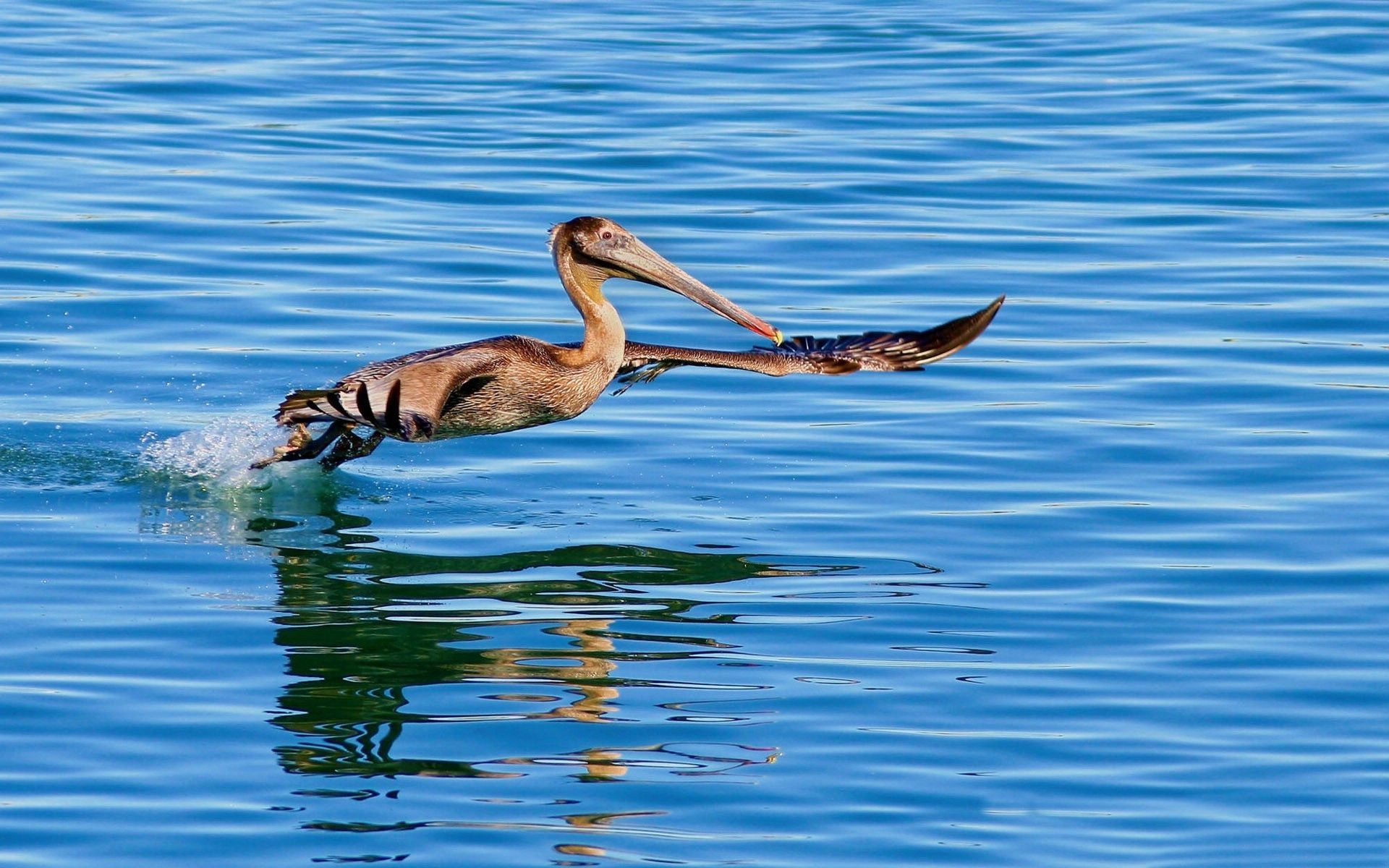 animals, water, sea, bird, flight, to swim, swim, pelican Phone Background