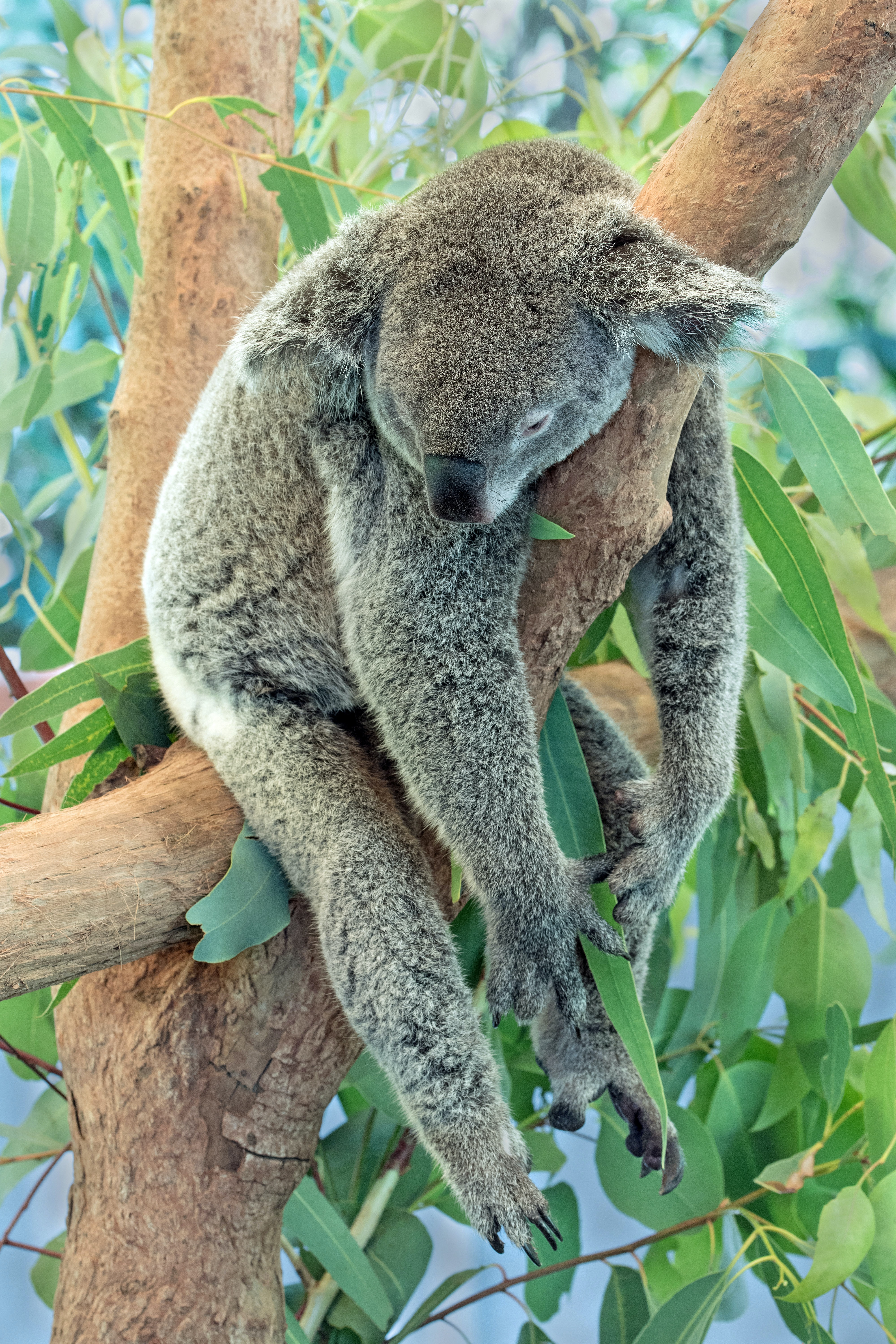 56706 Hintergrundbild herunterladen tier, koala, tiere, grau, holz, baum, schlafen, traum - Bildschirmschoner und Bilder kostenlos