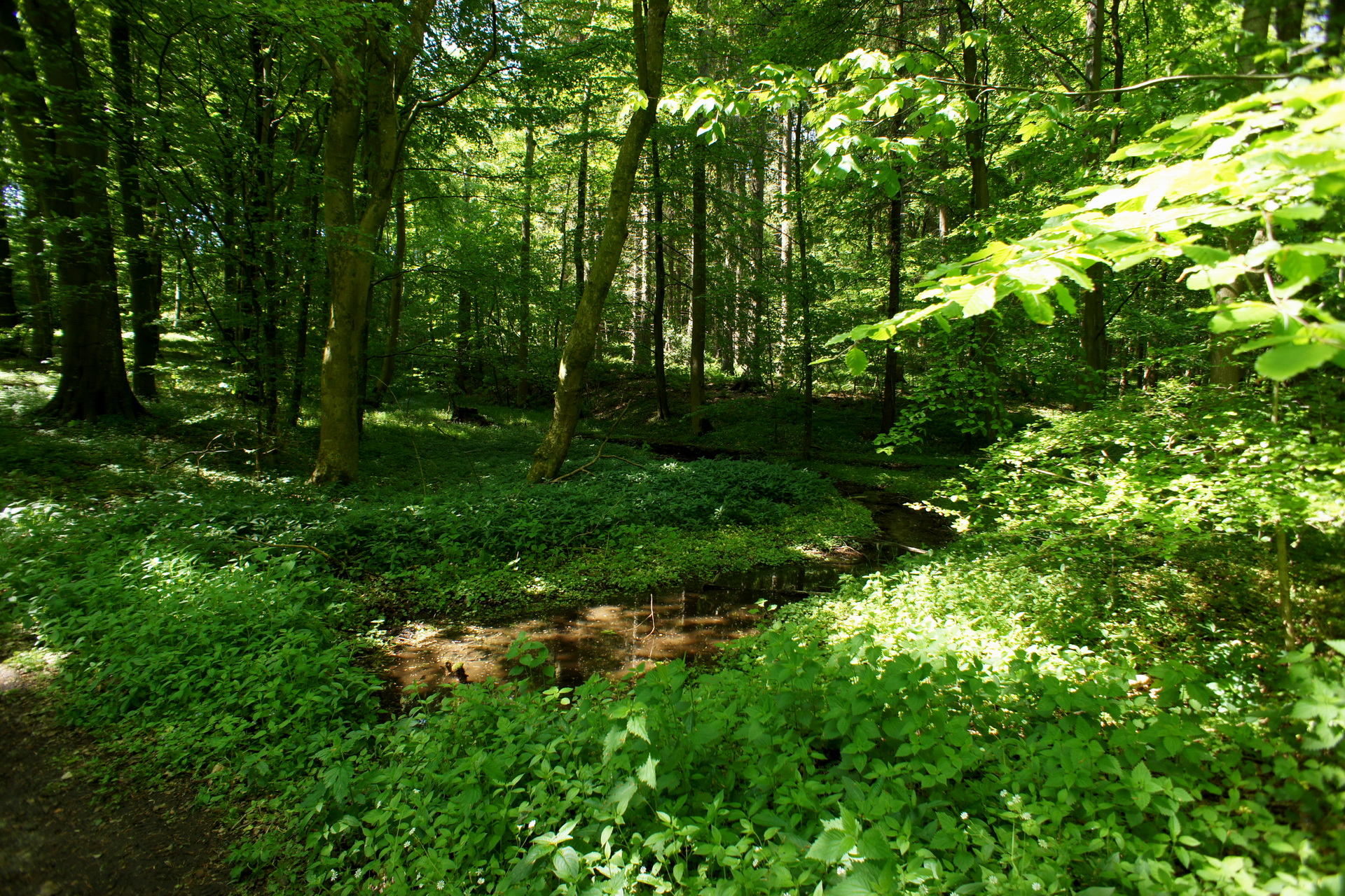 Дания природа лес