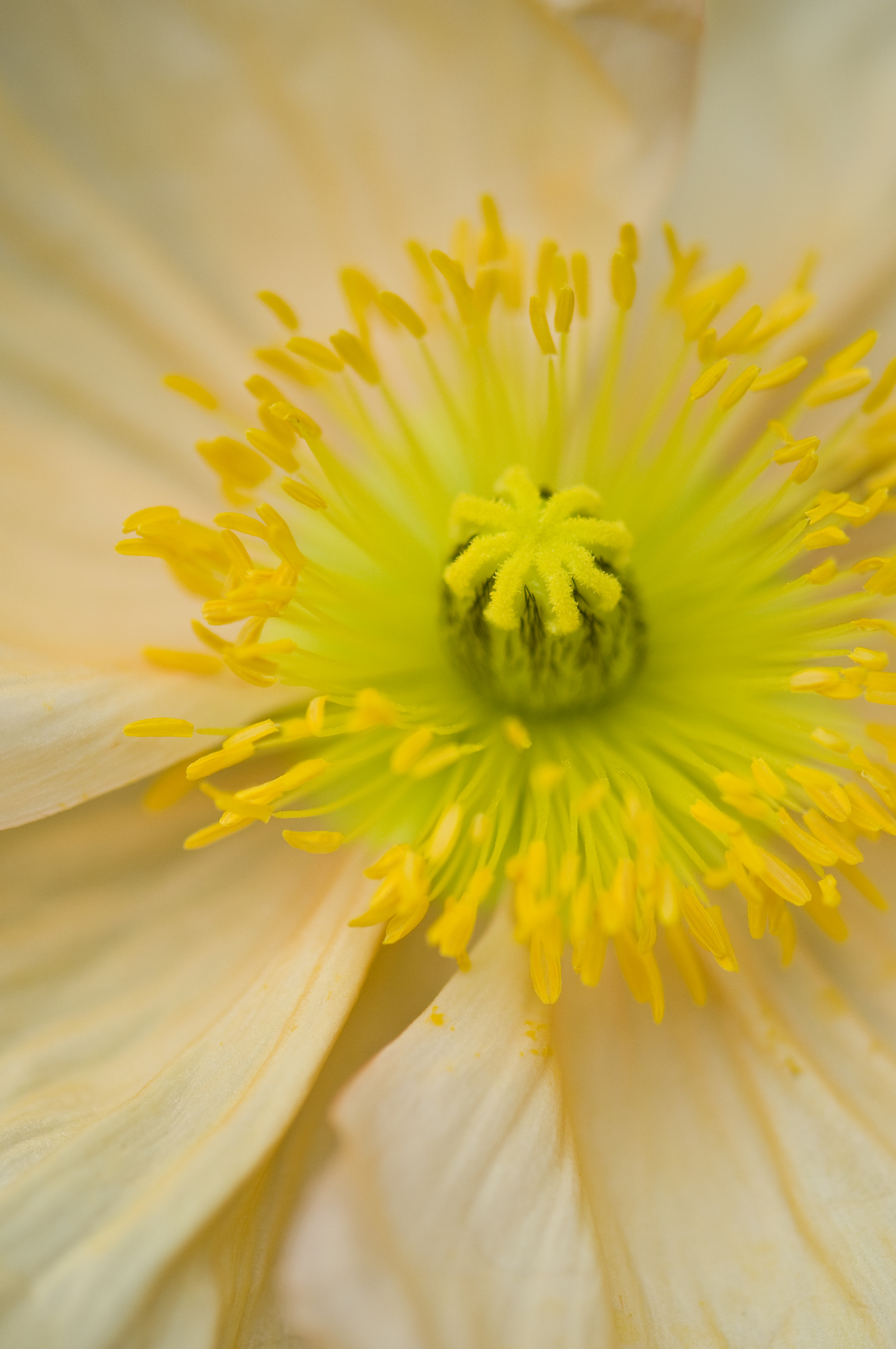 pestle, yellow, flower, macro, close up, pollen HD wallpaper