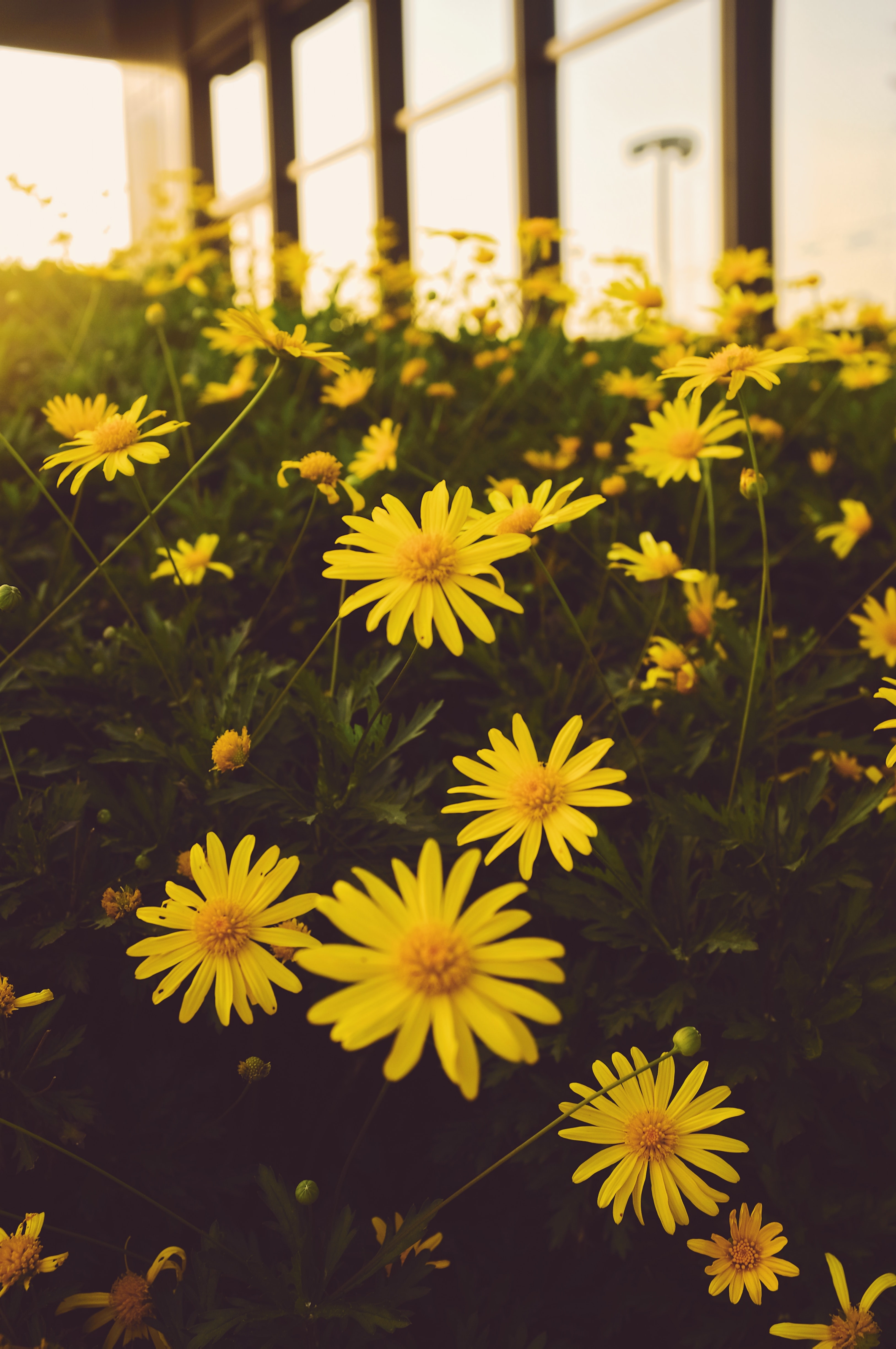 142054 free download Yellow wallpapers for phone,  Yellow images and screensavers for mobile