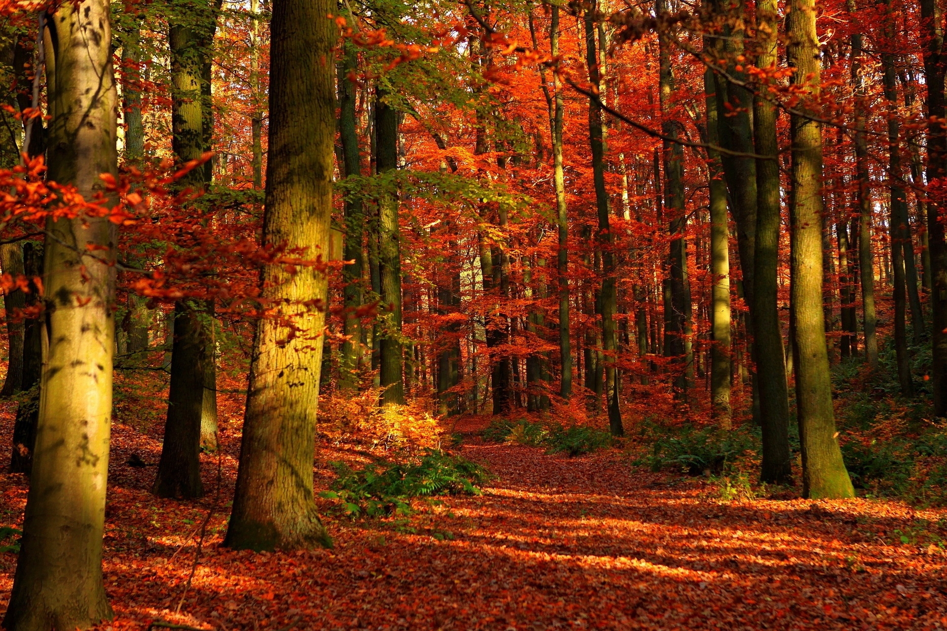 75605 descargar fondo de pantalla bosque, naturaleza, árboles, otoño, hojas, rojo, holguras, boquetes: protectores de pantalla e imágenes gratis