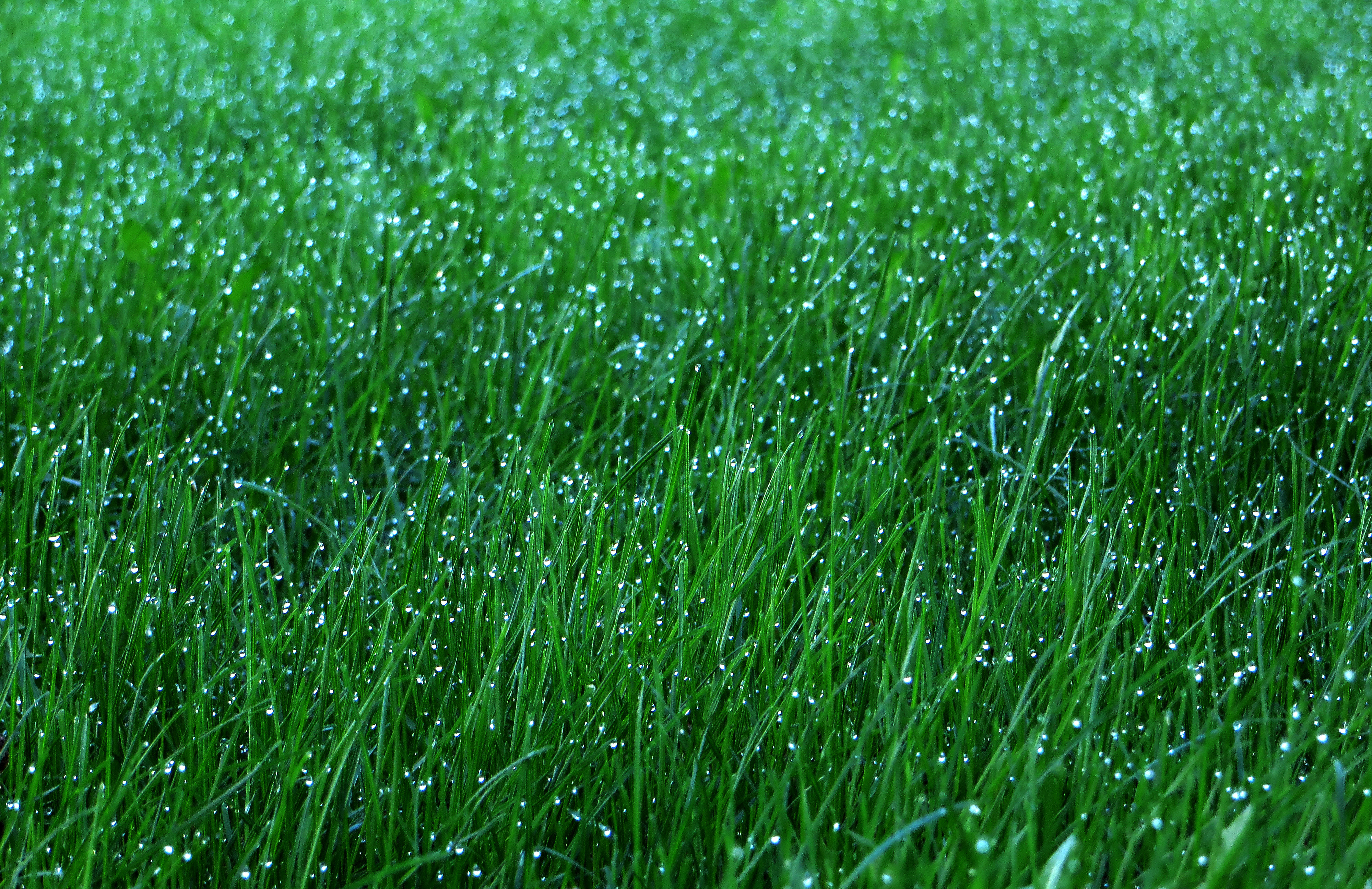Download mobile wallpaper Grass, Macro, Dew, Drops, Nature for free.