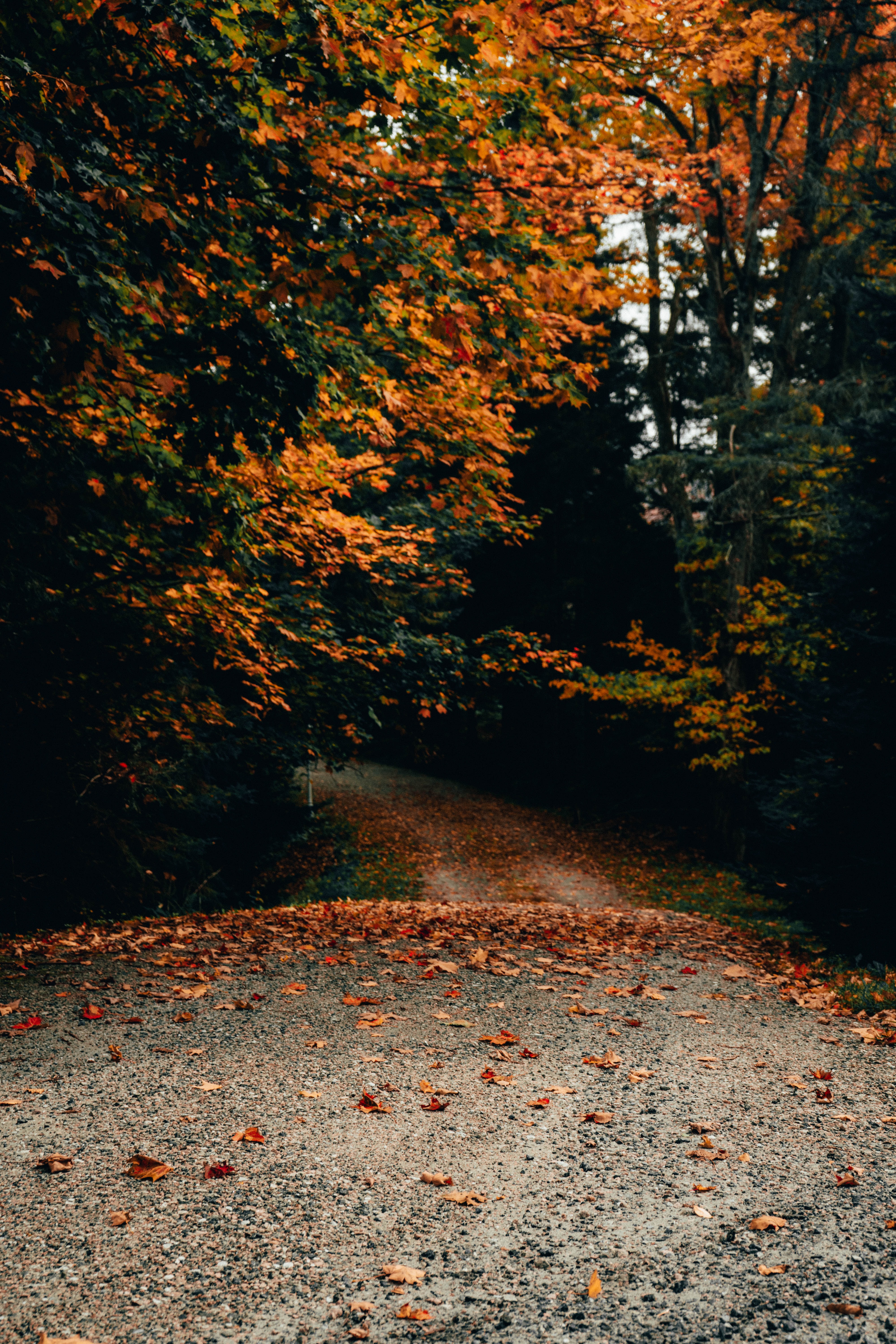 fallen leaves, autumn, nature, trees, road 8K