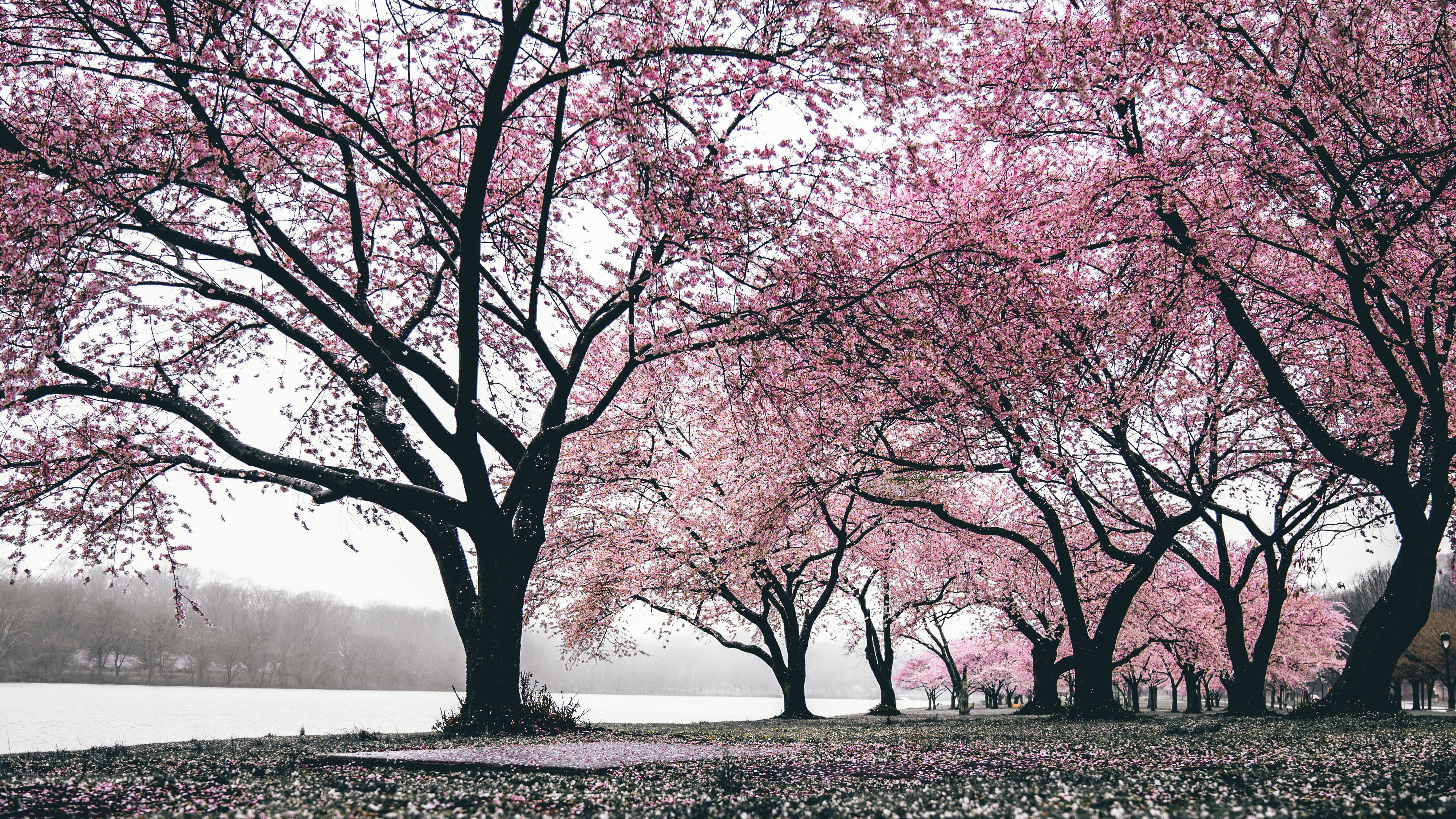 Скачать картинку Сакура, Парк, Дерево, Весна, Фотографии, Цветущие в телефон бесплатно.