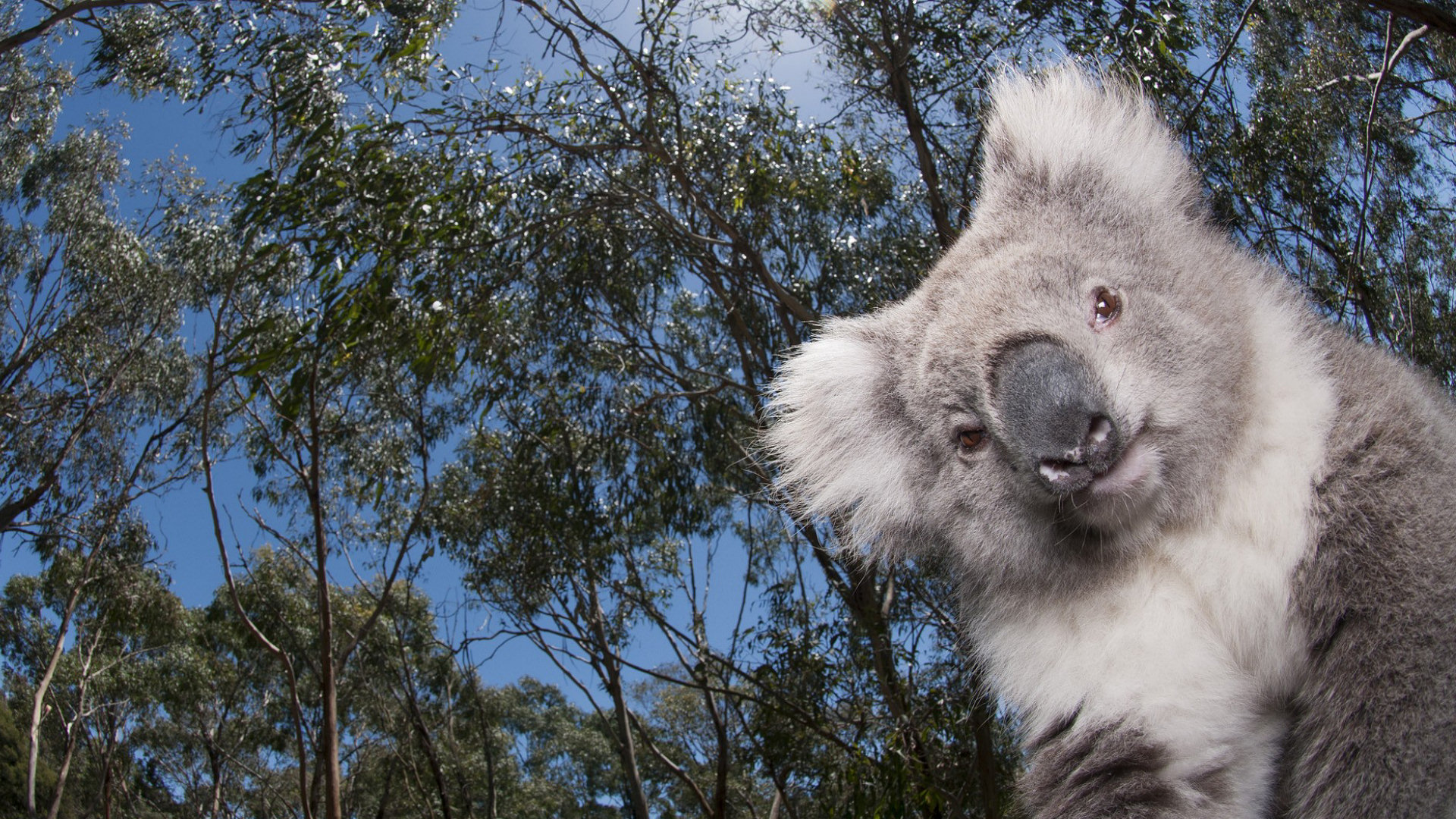 526225 télécharger le fond d'écran animaux, koala - économiseurs d'écran et images gratuitement