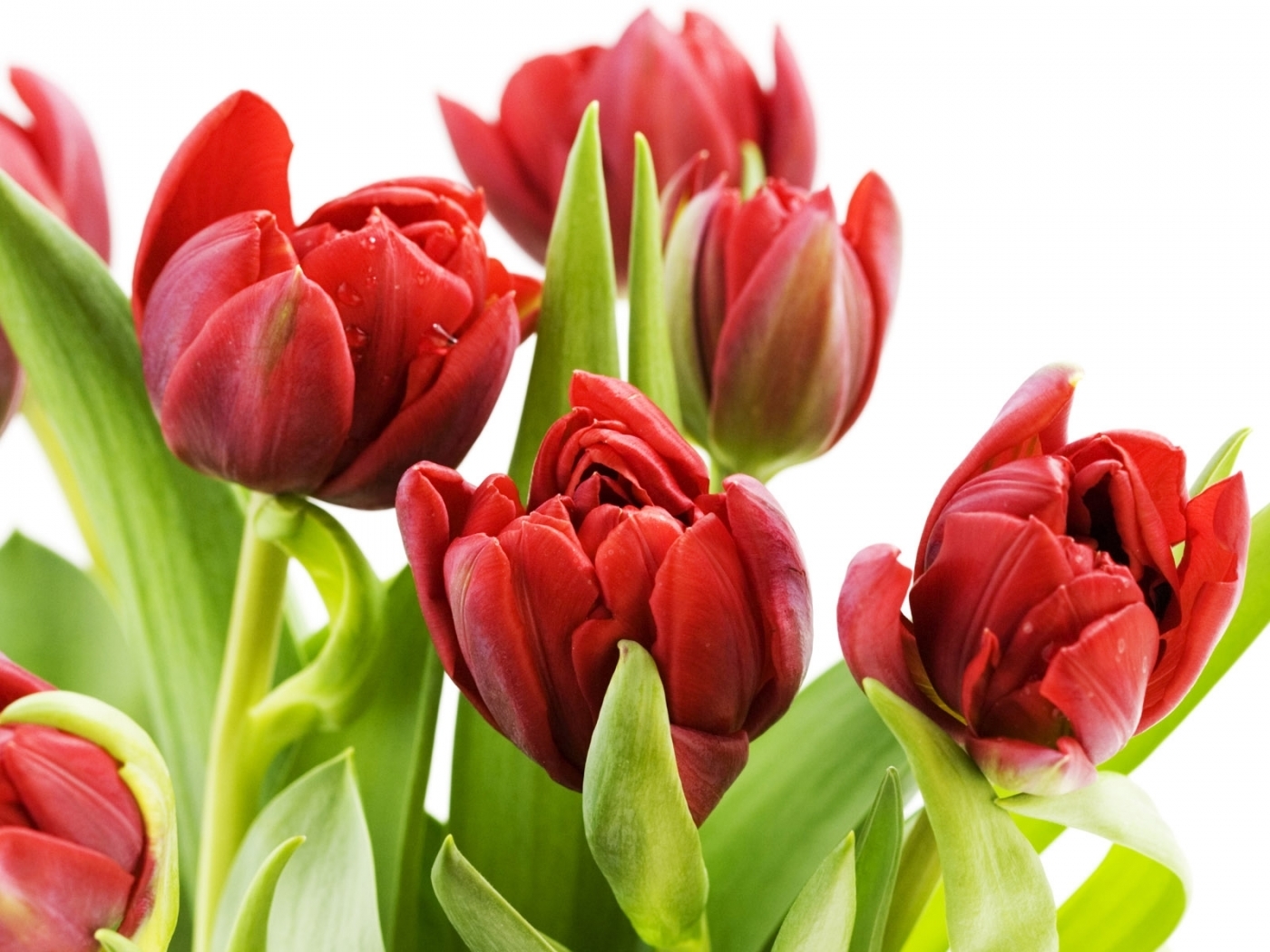 Скачать картинку Тюльпаны, Растения, Цветы в телефон бесплатно.