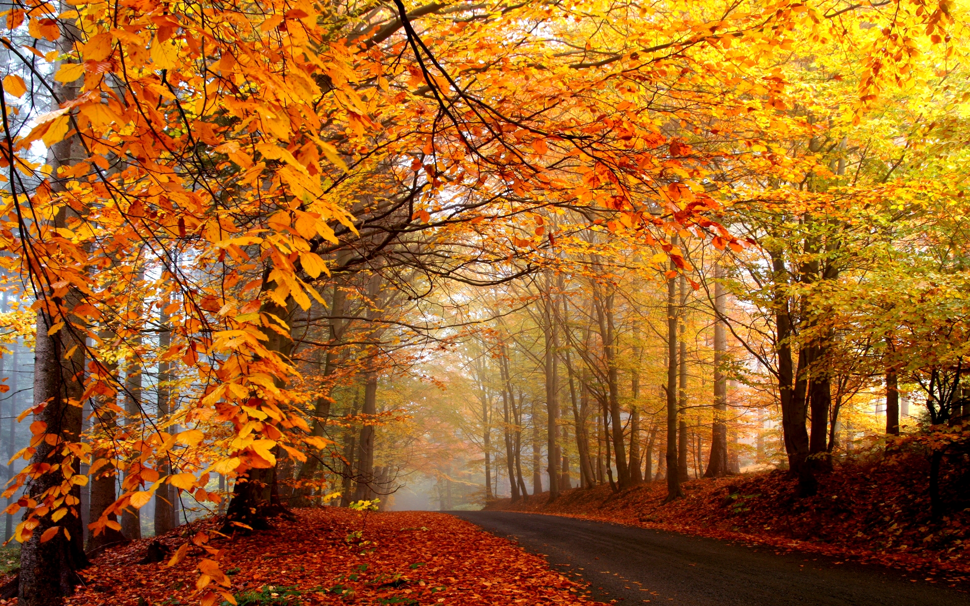 leaf, landscape, road, season, earth, fall, forest