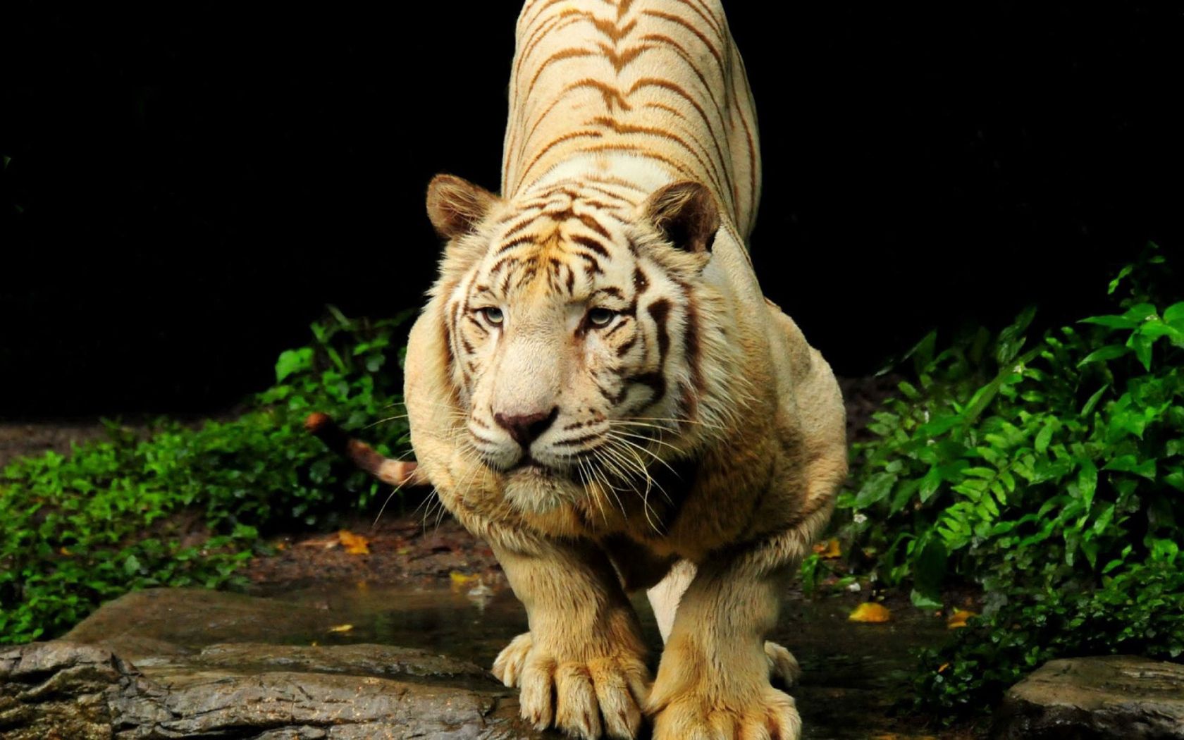 Download mobile wallpaper Tiger, Muzzle, Animals, Predator, Big Cat for free.