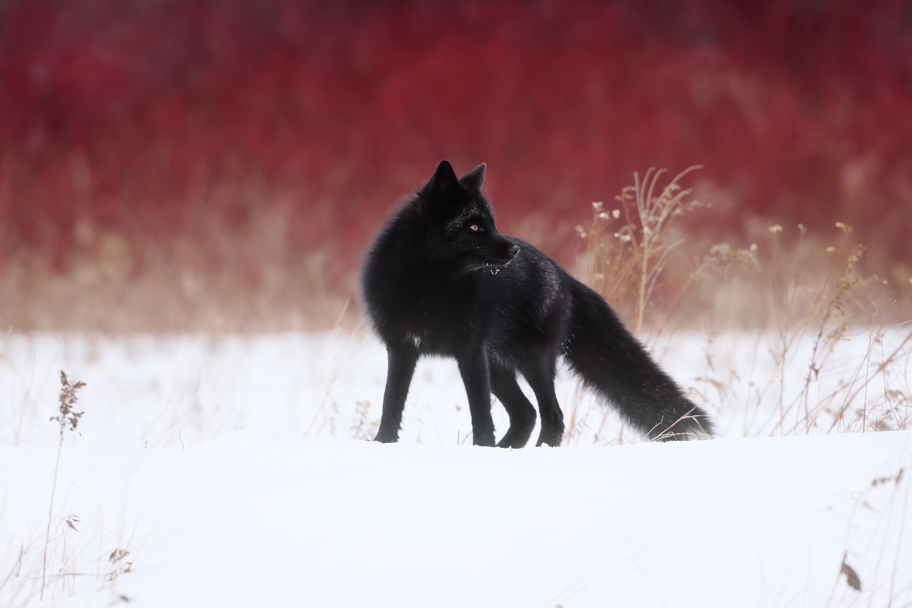 silver fox (animal), animal, fox HD wallpaper