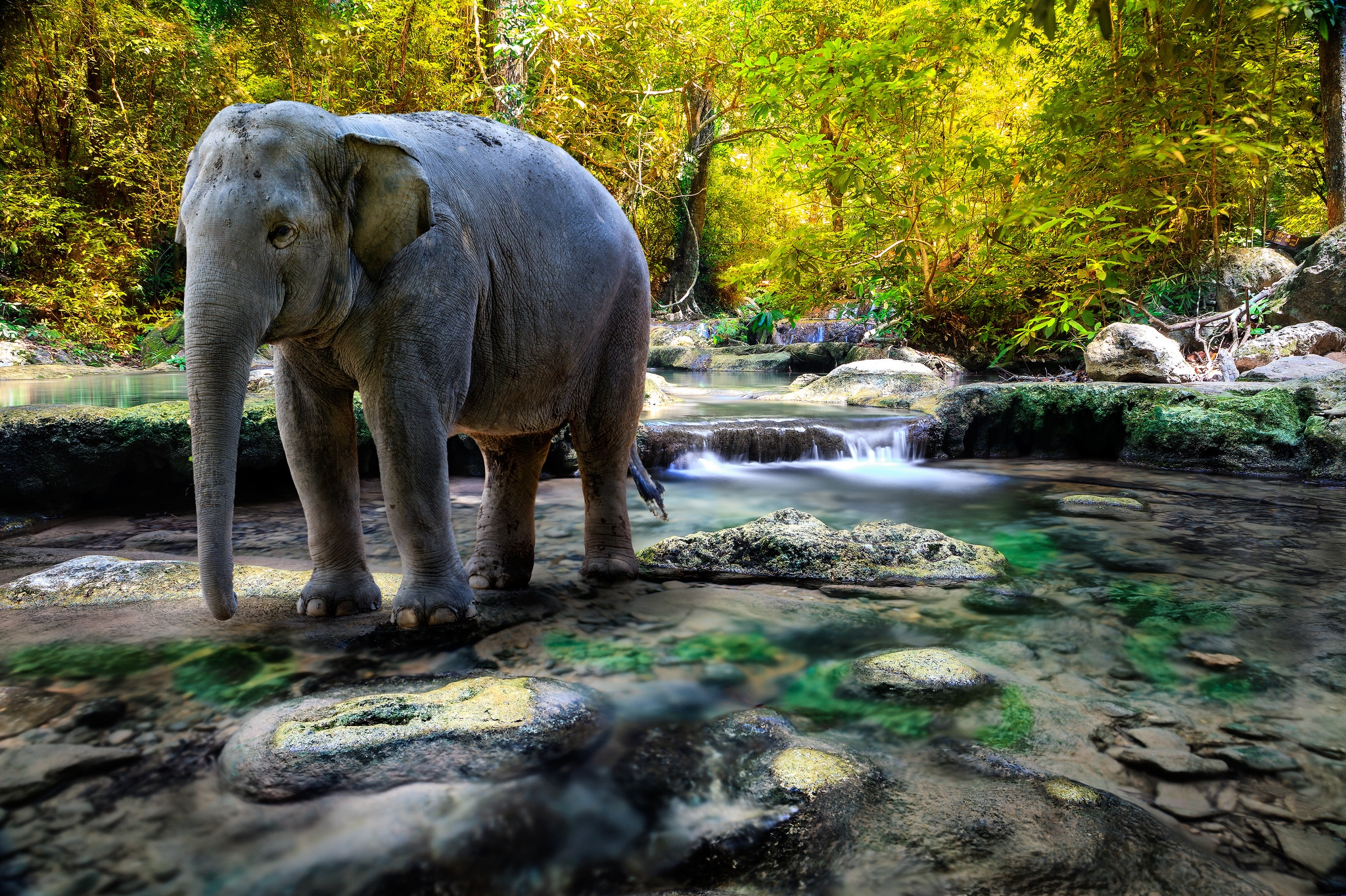 Скачать обои бесплатно Слон, Камни, Вода, Животные, Деревья картинка на рабочий стол ПК