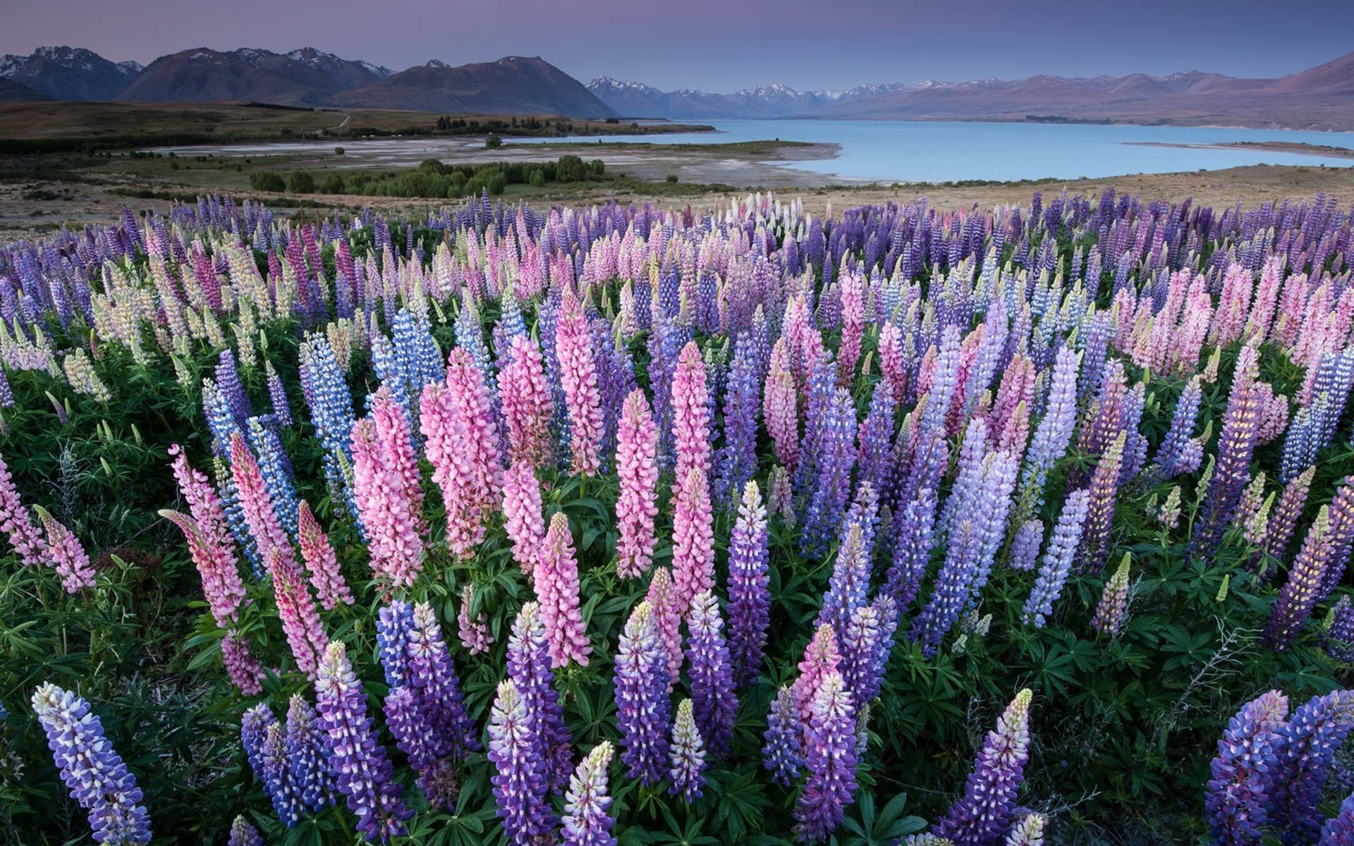 lupine, earth, flower, flowers cell phone wallpapers