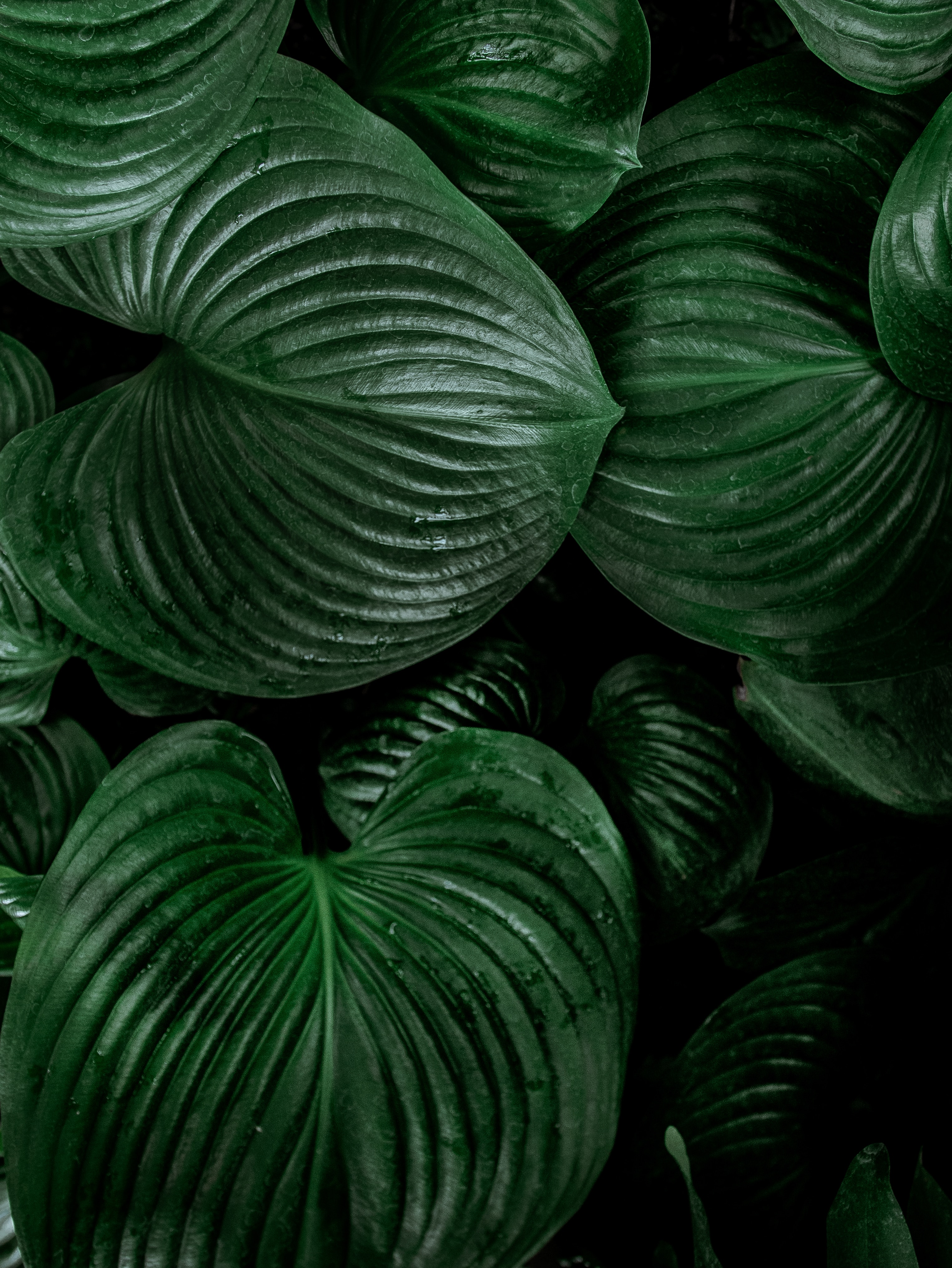 plant, leaves, green, nature, lily Full HD