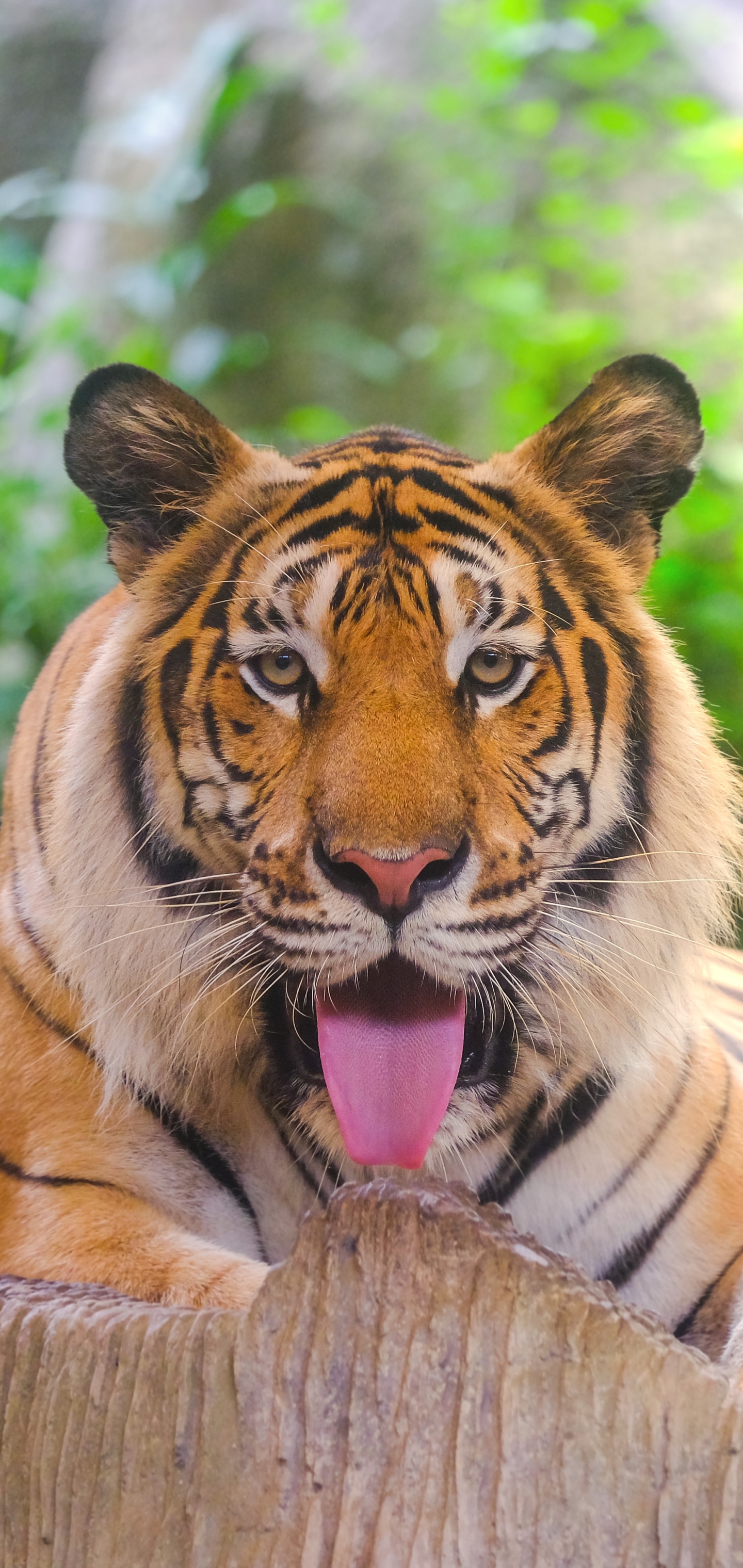1166063 descargar fondo de pantalla animales, tigre, tigre de amur, gatos: protectores de pantalla e imágenes gratis