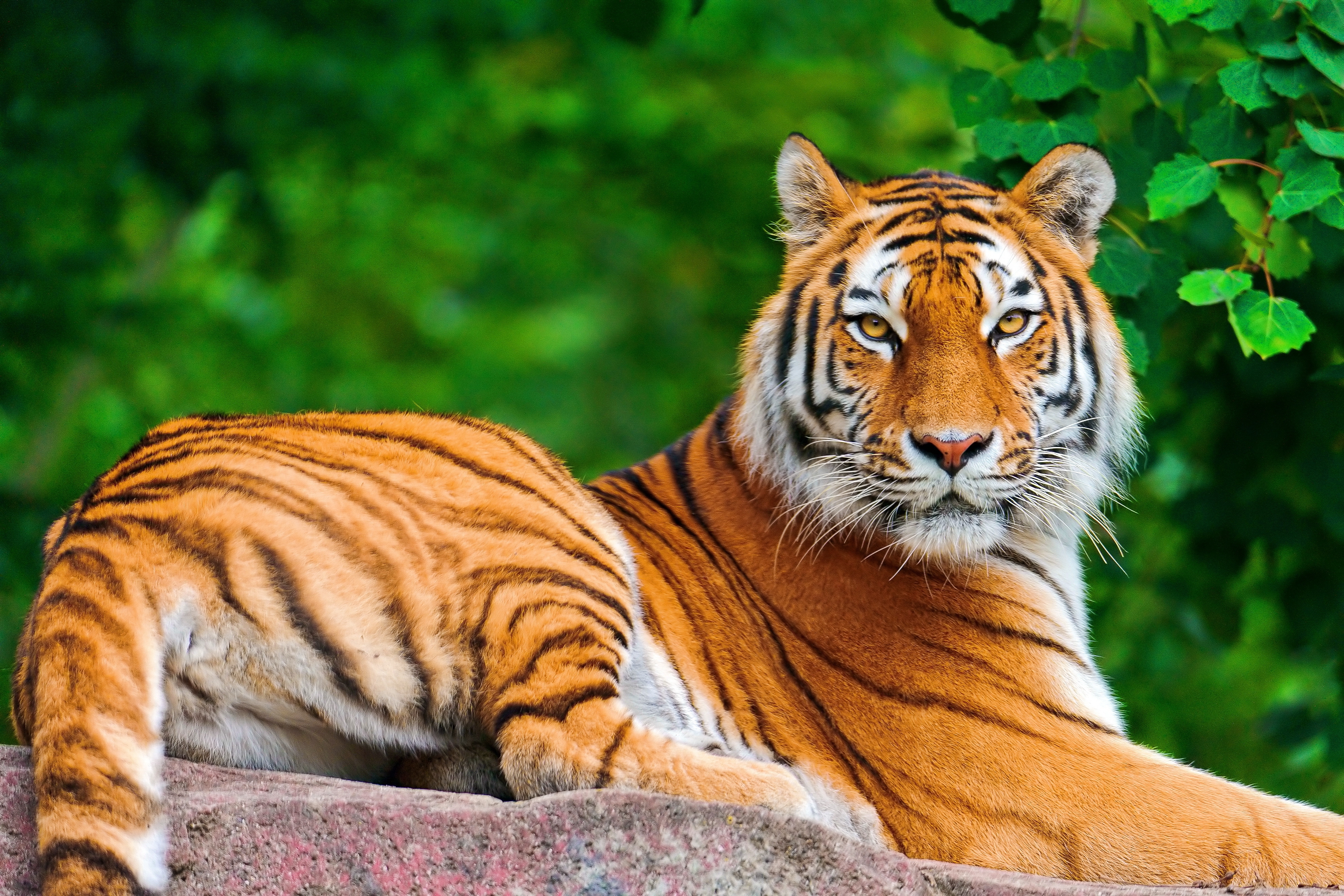 113228 Bild herunterladen tiger, tiere, sich hinlegen, liegen, raubtier, predator, große katze, big cat, stein, ein stein - Hintergrundbilder und Bildschirmschoner kostenlos